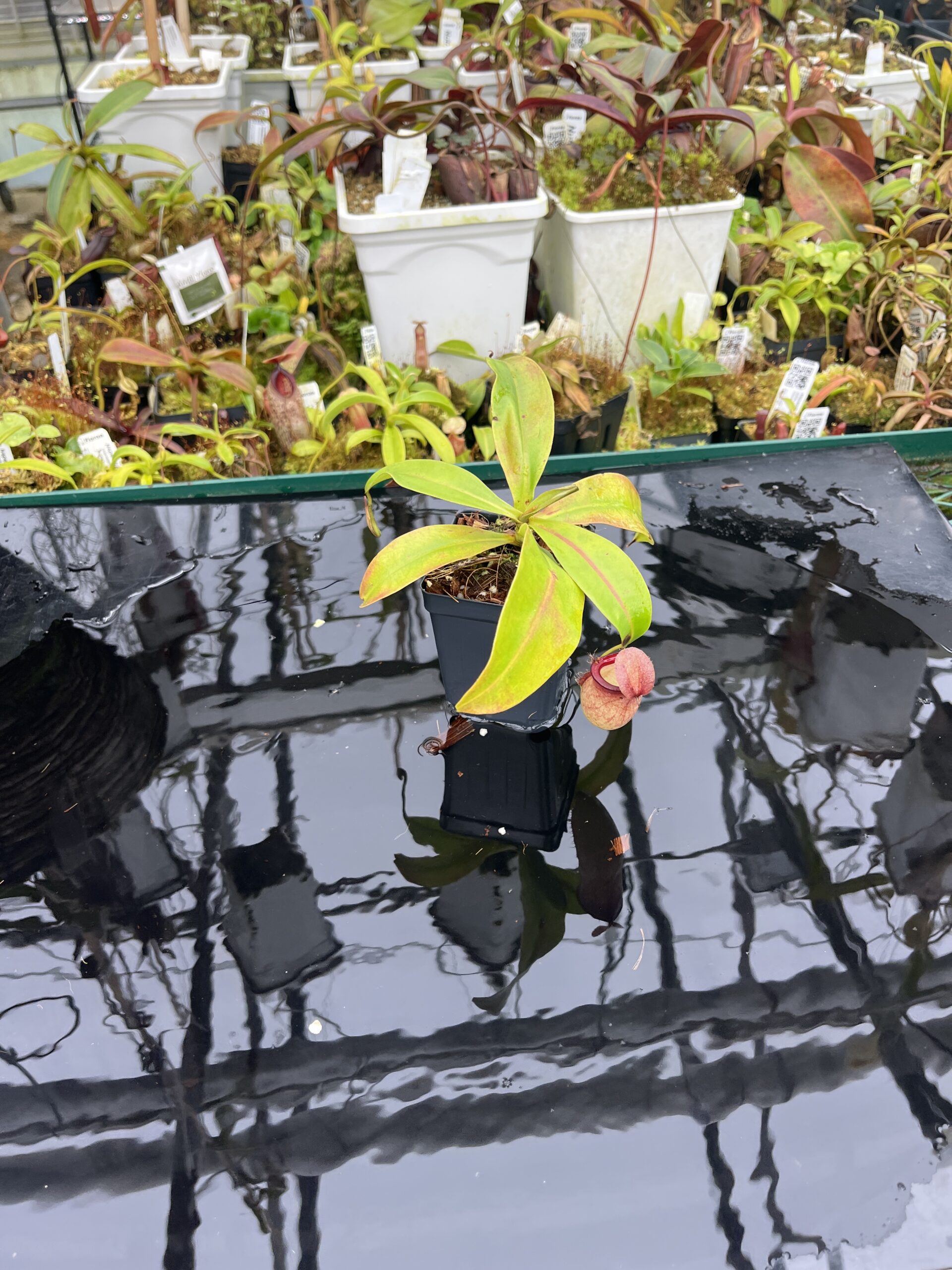 Wide Angle of Nepenthes ampullaria x campanulata | Borneo Exotics | BE-3840 | L26737