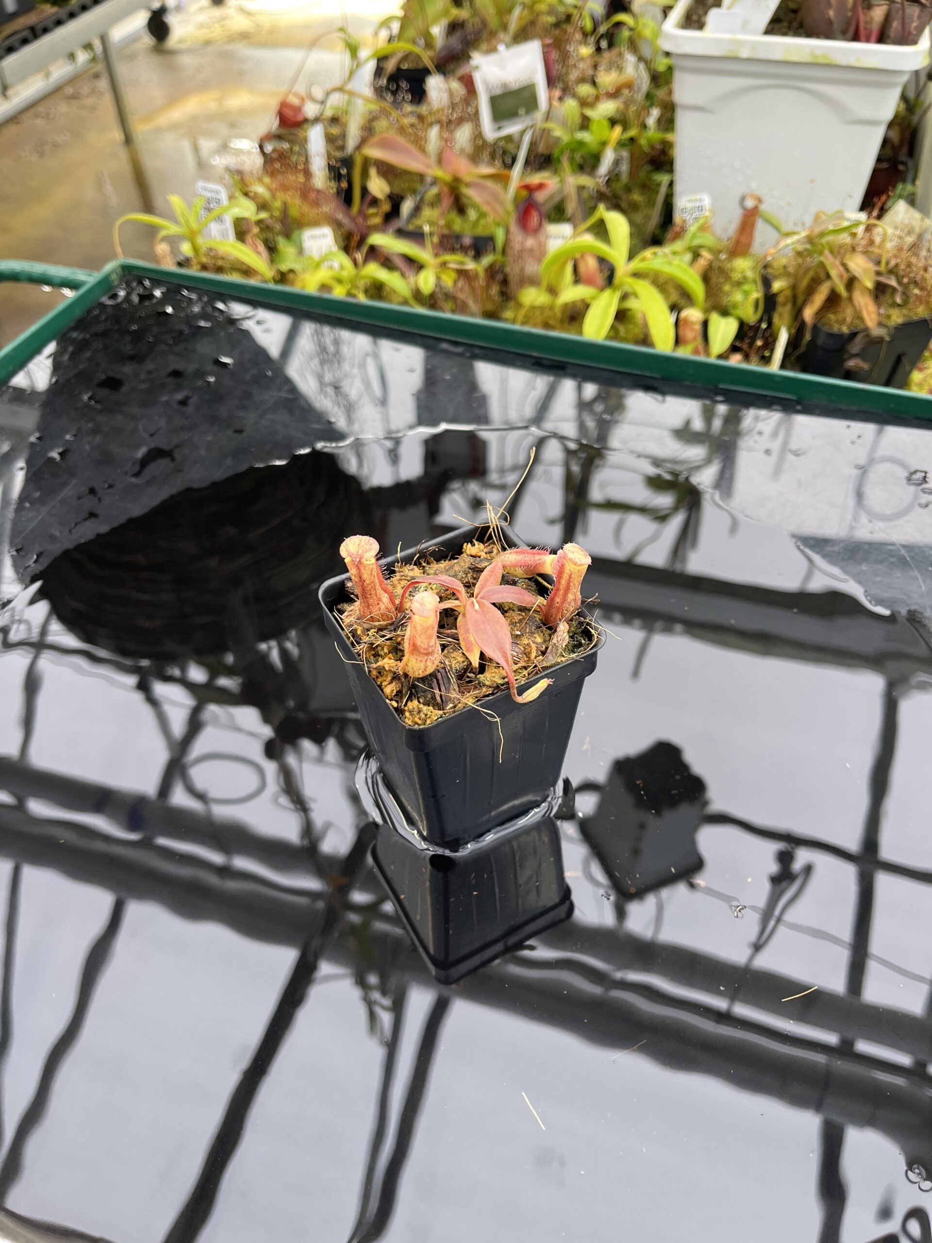 Wide Angle of Nepenthes boschiana | MKS | Florae | Assorted Clones | Florae Collaborative | FC-483 | IN26496