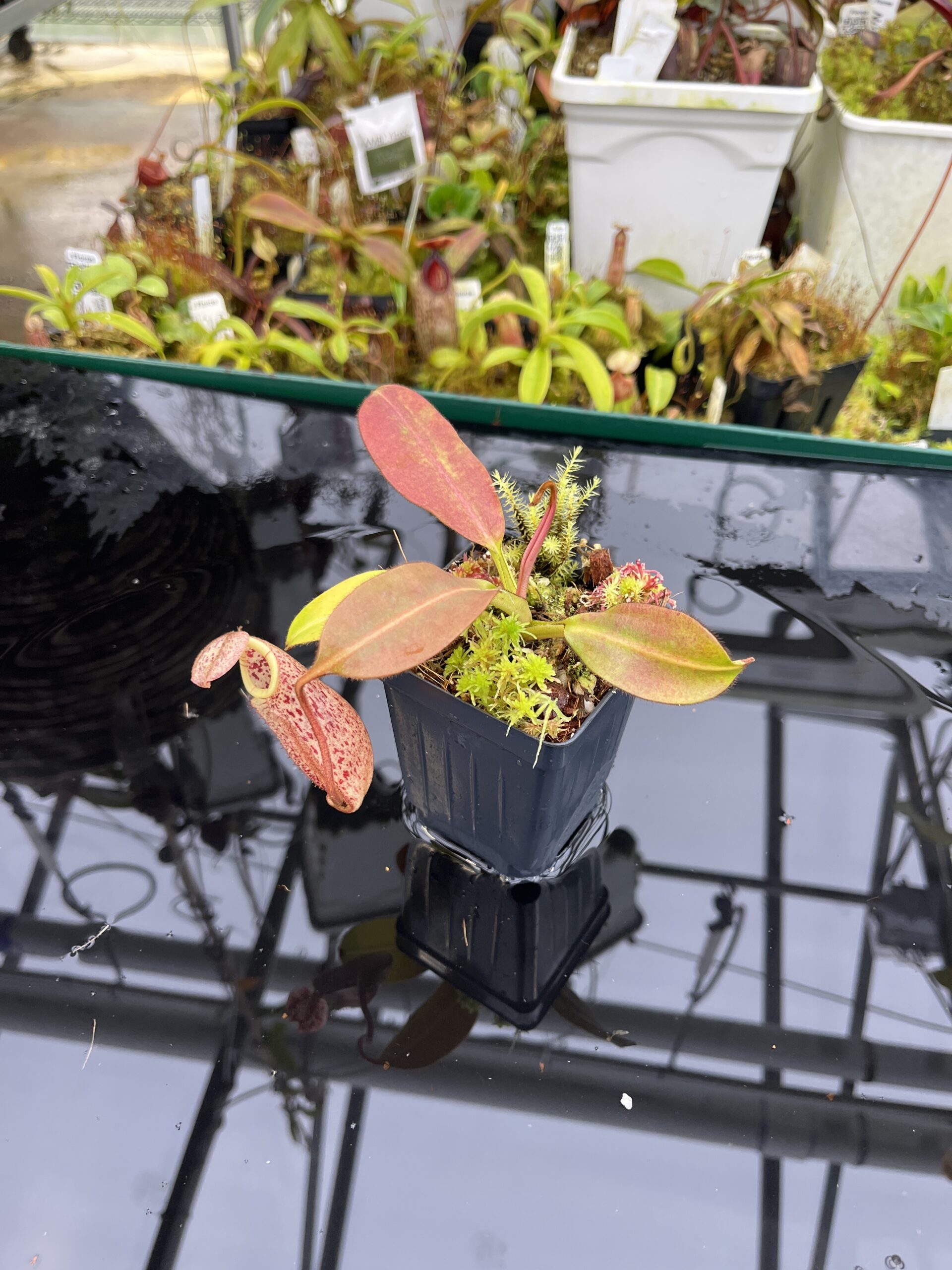 Wide Angle of Nepenthes burbidgeae | Borneo Exotics | BE-3873 | H26751