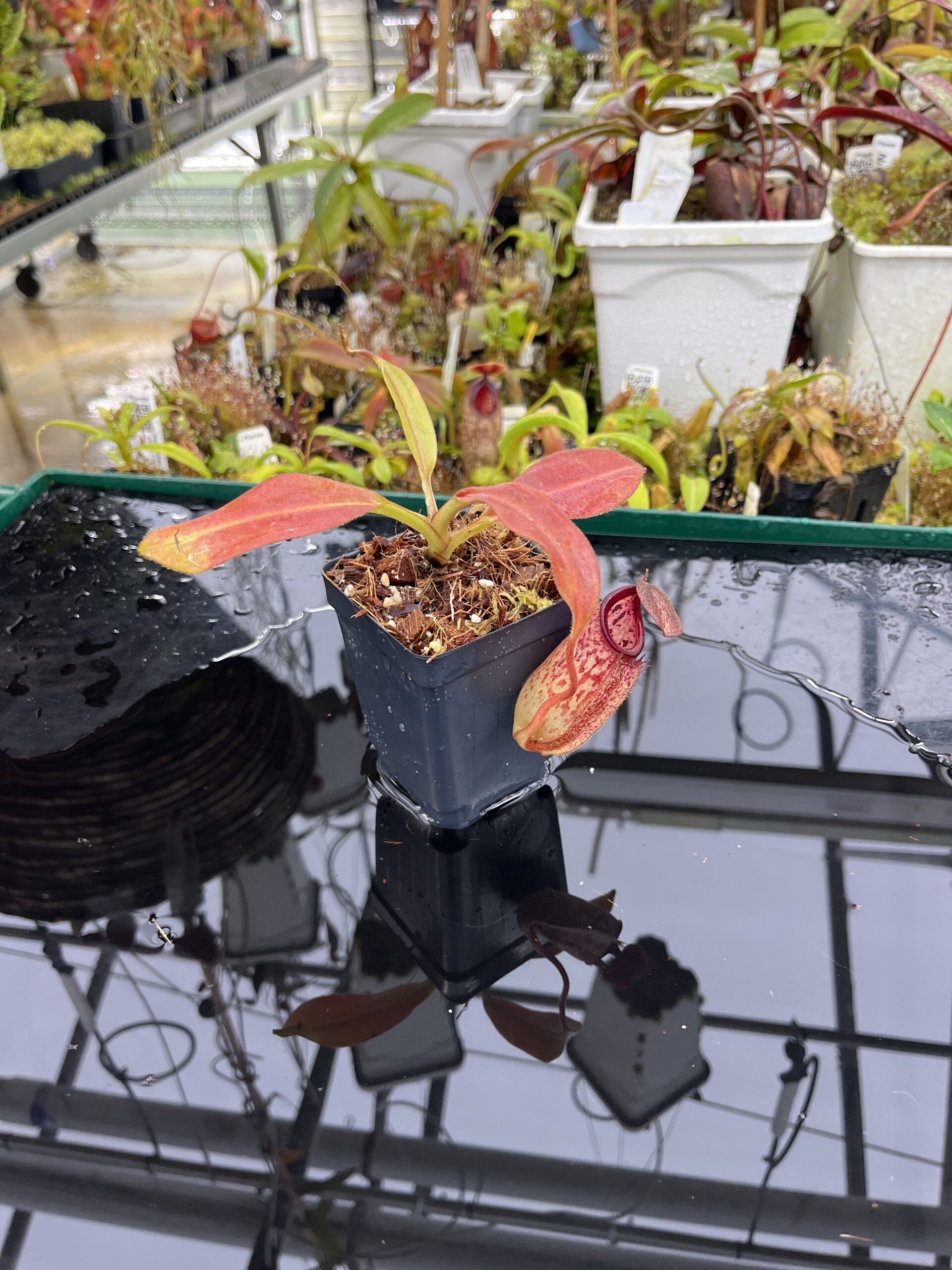 Wide Angle of Nepenthes burbidgeae x (maxima x talangensis) | Borneo Exotics | BE-3764 | IN26379