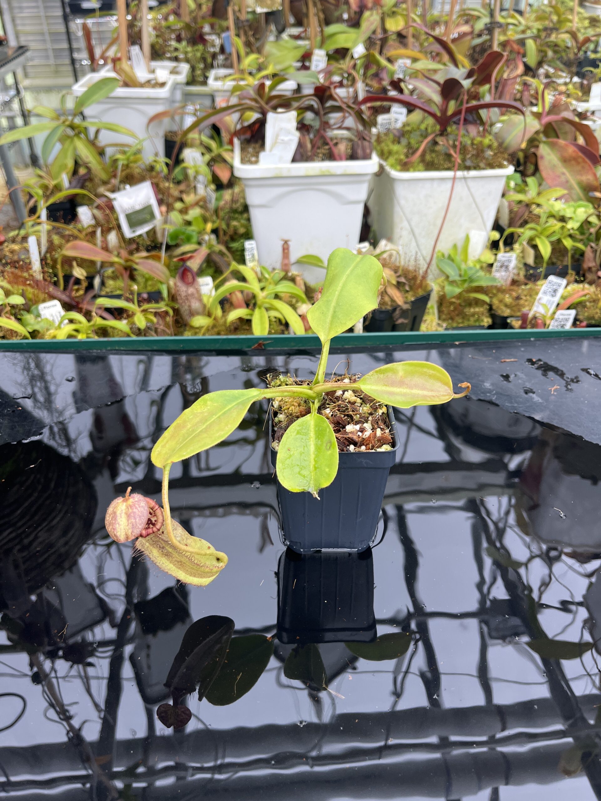Wide Angle of Nepenthes burbidgeae x robcantleyi | Borneo Exotics | BE-3577 | IN26741