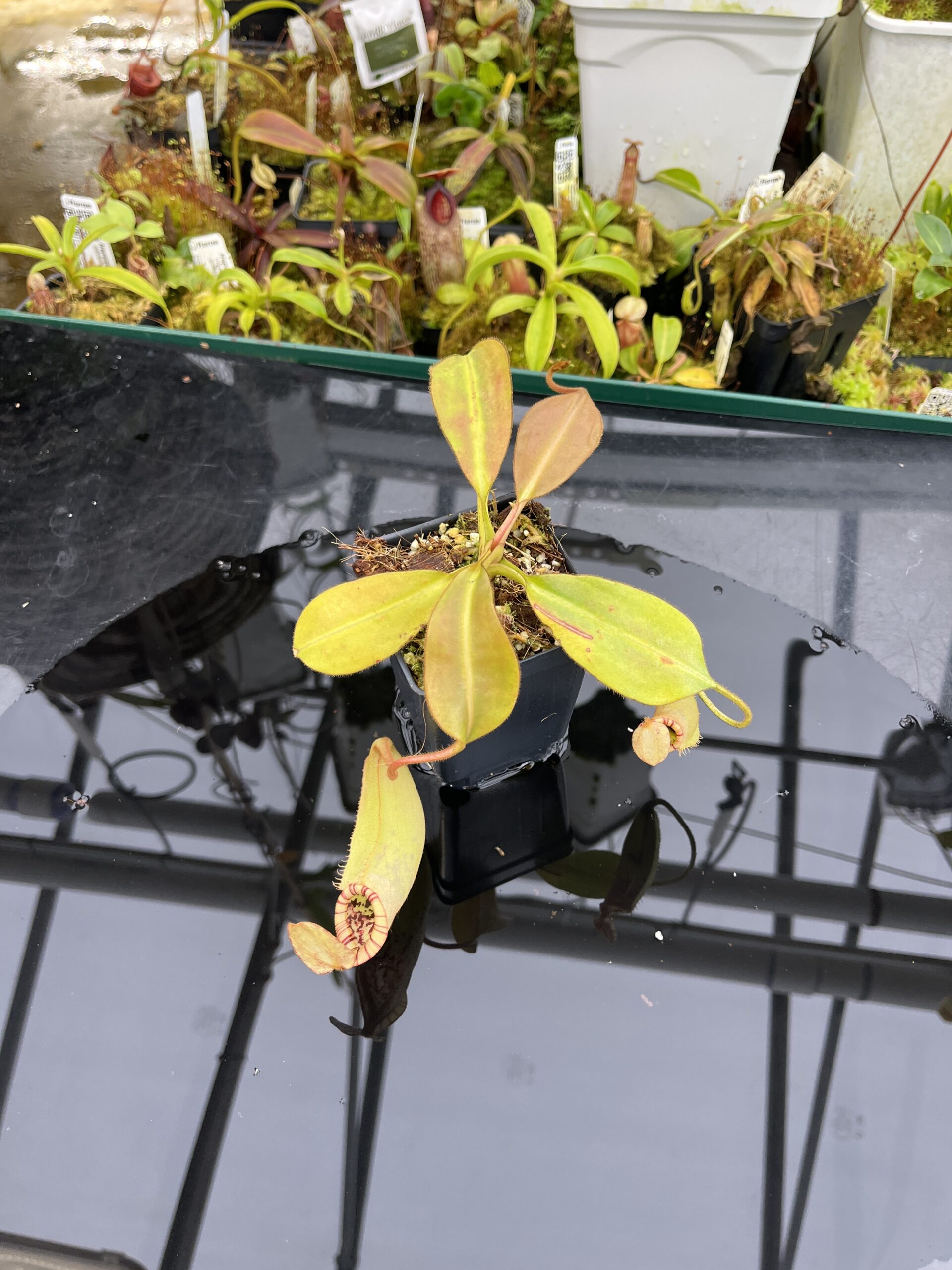 Wide Angle of Nepenthes burbidgeae x (veitchii x lowii) | Borneo Exotics | BE-3993 | IN26718