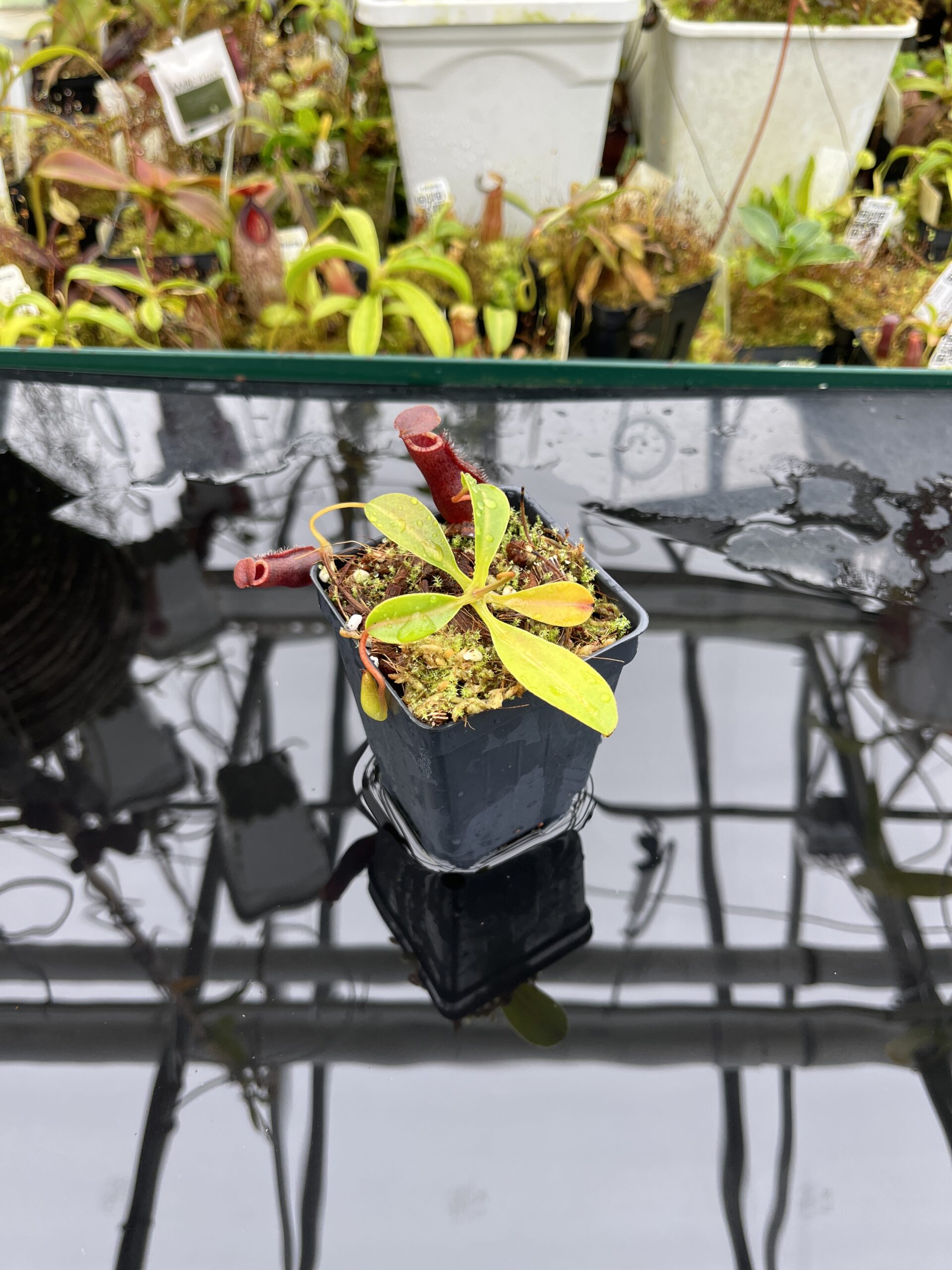Wide Angle of Nepenthes burkei x lowii | Borneo Exotics | BE-4669 | IN26508