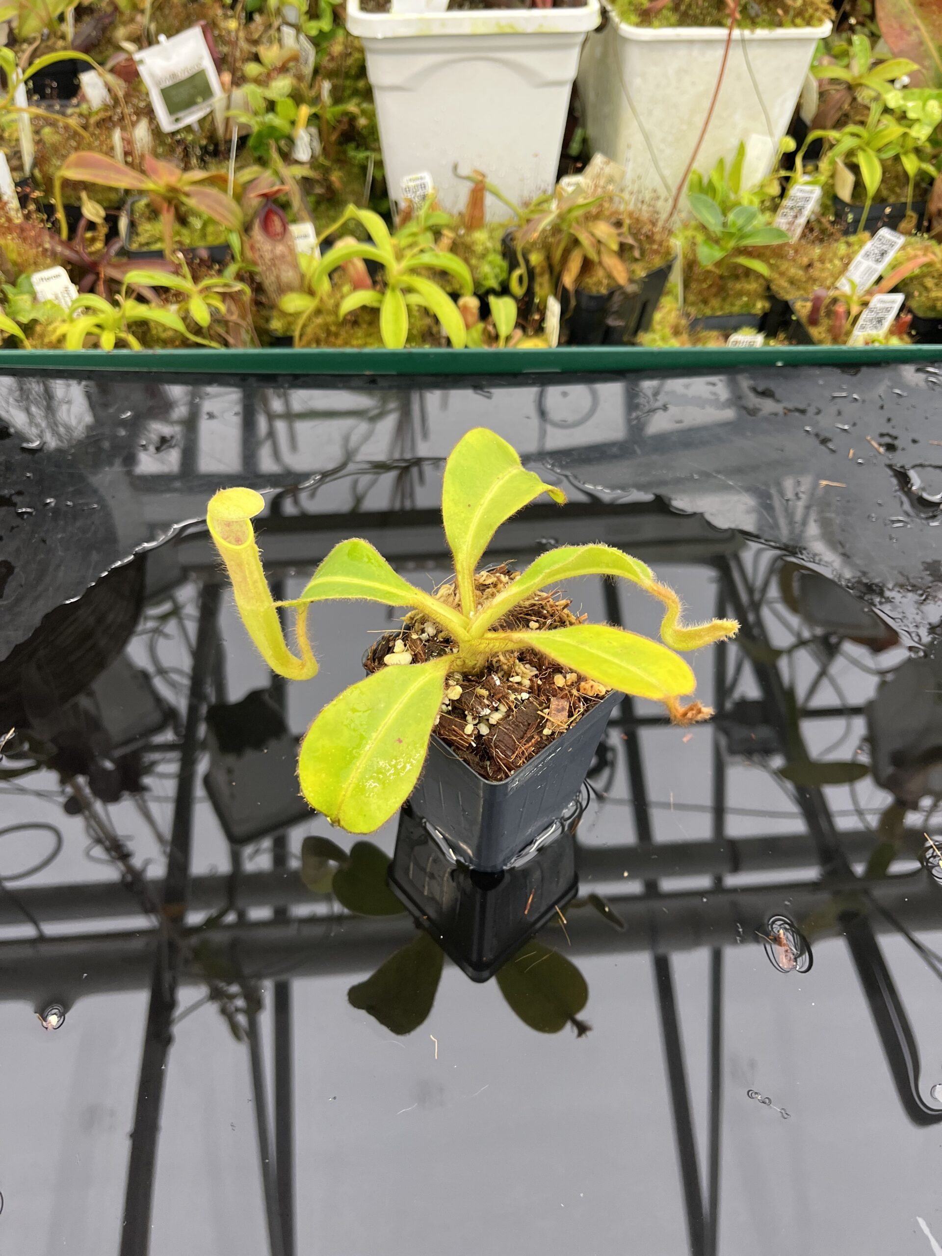 Wide Angle of Nepenthes chaniana | Borneo Exotics | BE-3673 | IN26487
