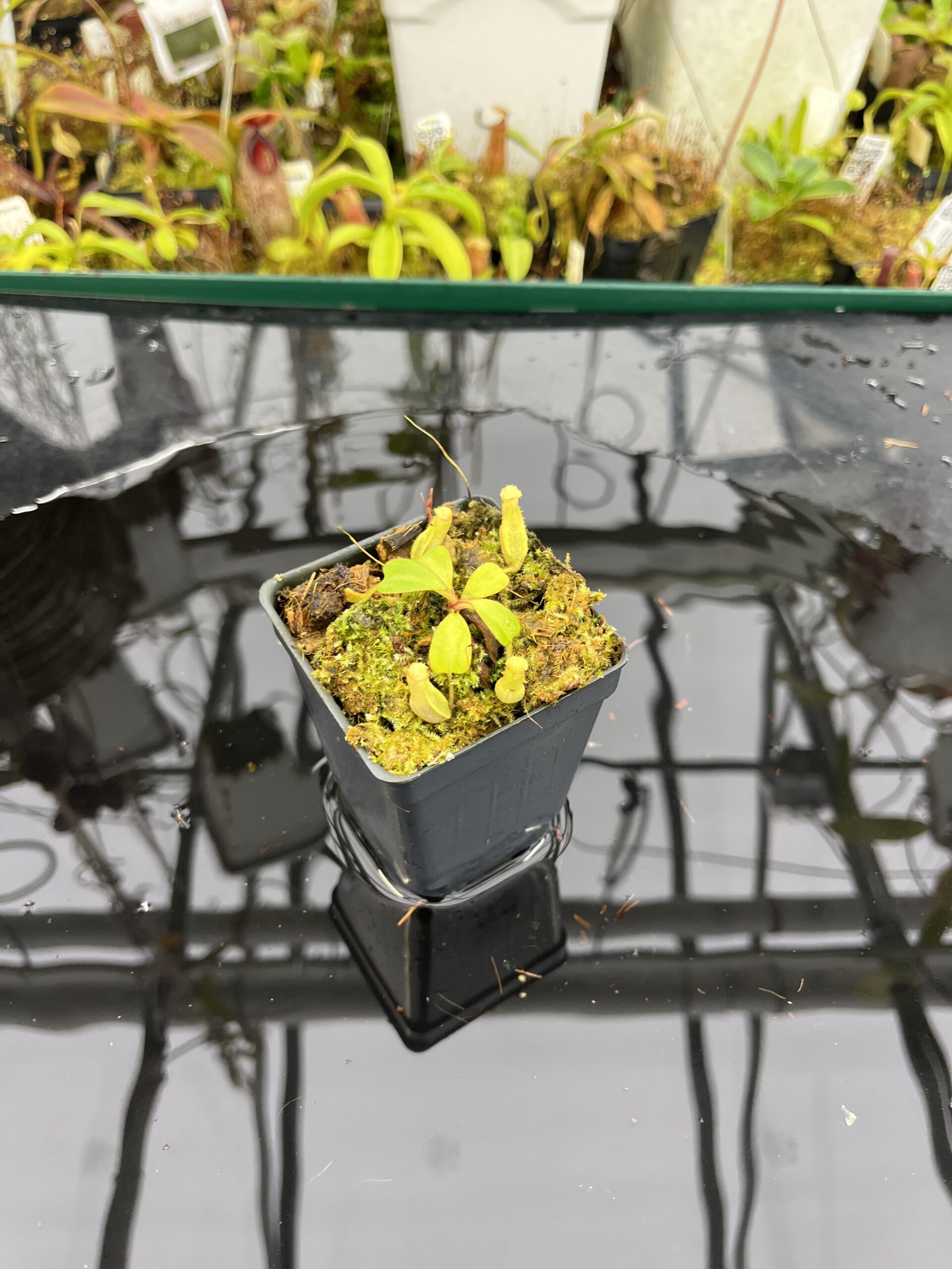 Wide Angle of Nepenthes clipeata | Florae | FC-265.01 | Florae Collaborative | FC-265.01 | IN26490