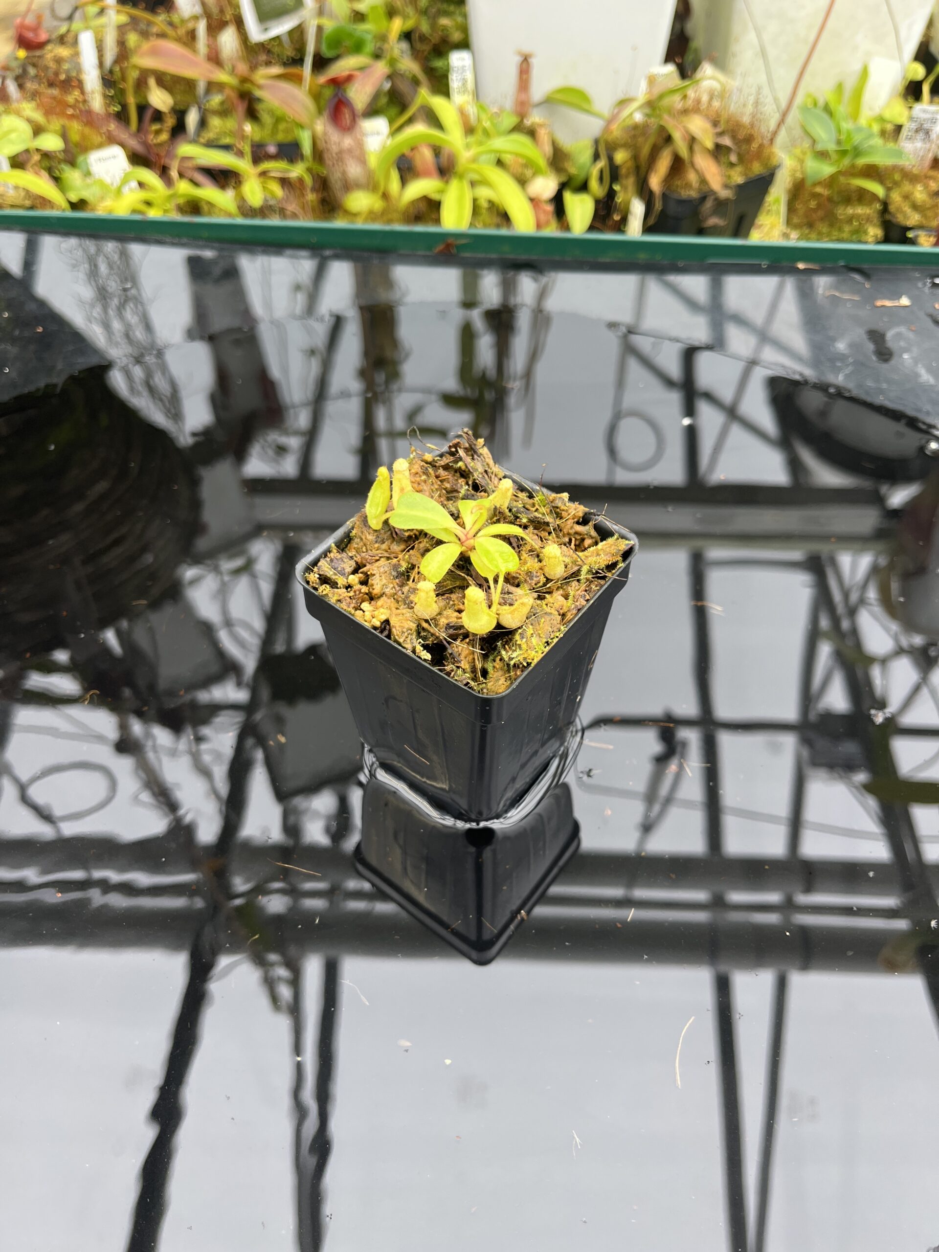 Wide Angle of Nepenthes clipeata | Florae | FC-265.01 | Florae Collaborative | FC-265.01 | IN26728