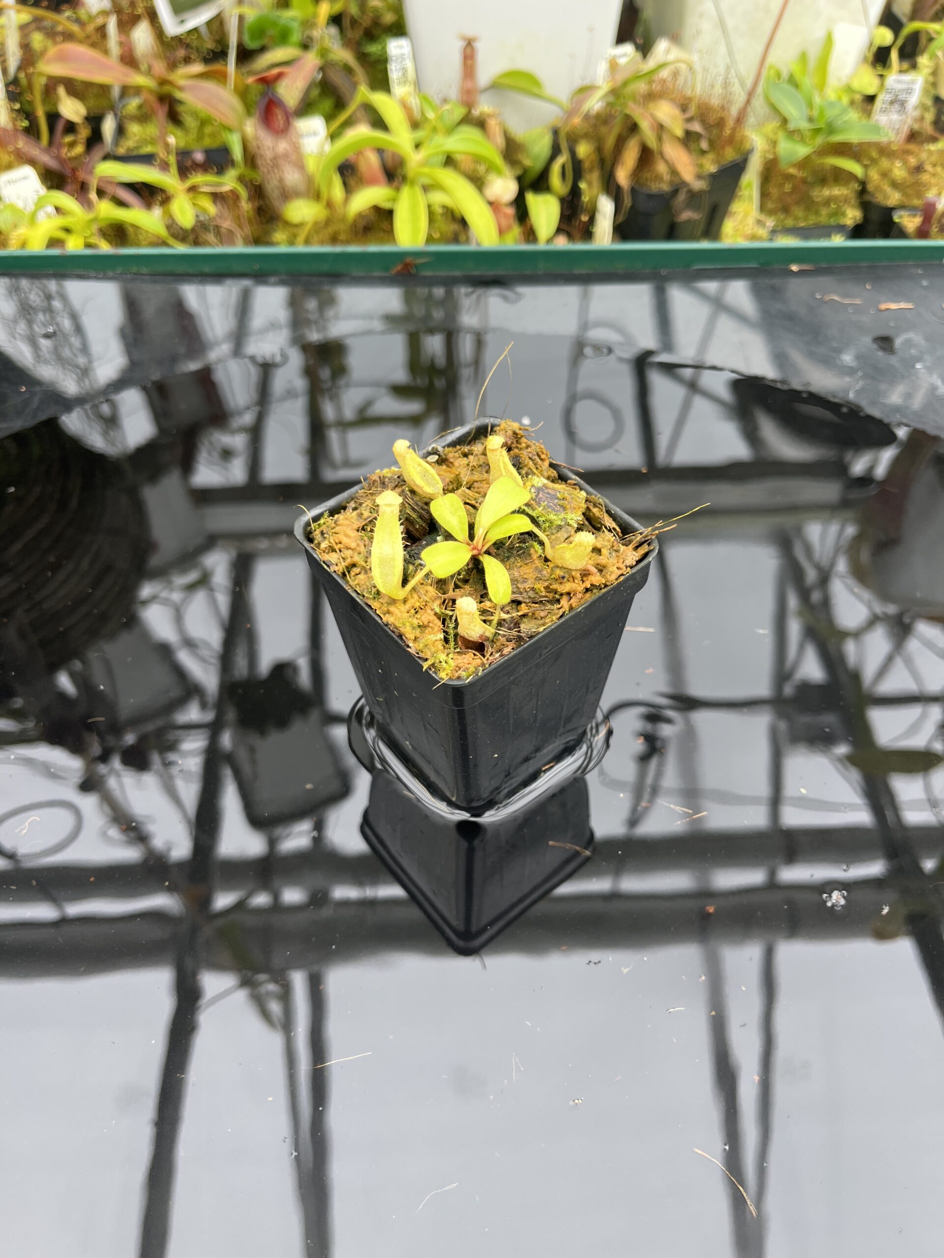 Wide Angle of Nepenthes clipeata | Florae | FC-265.01 | Florae Collaborative | FC-265.01 | IN26744