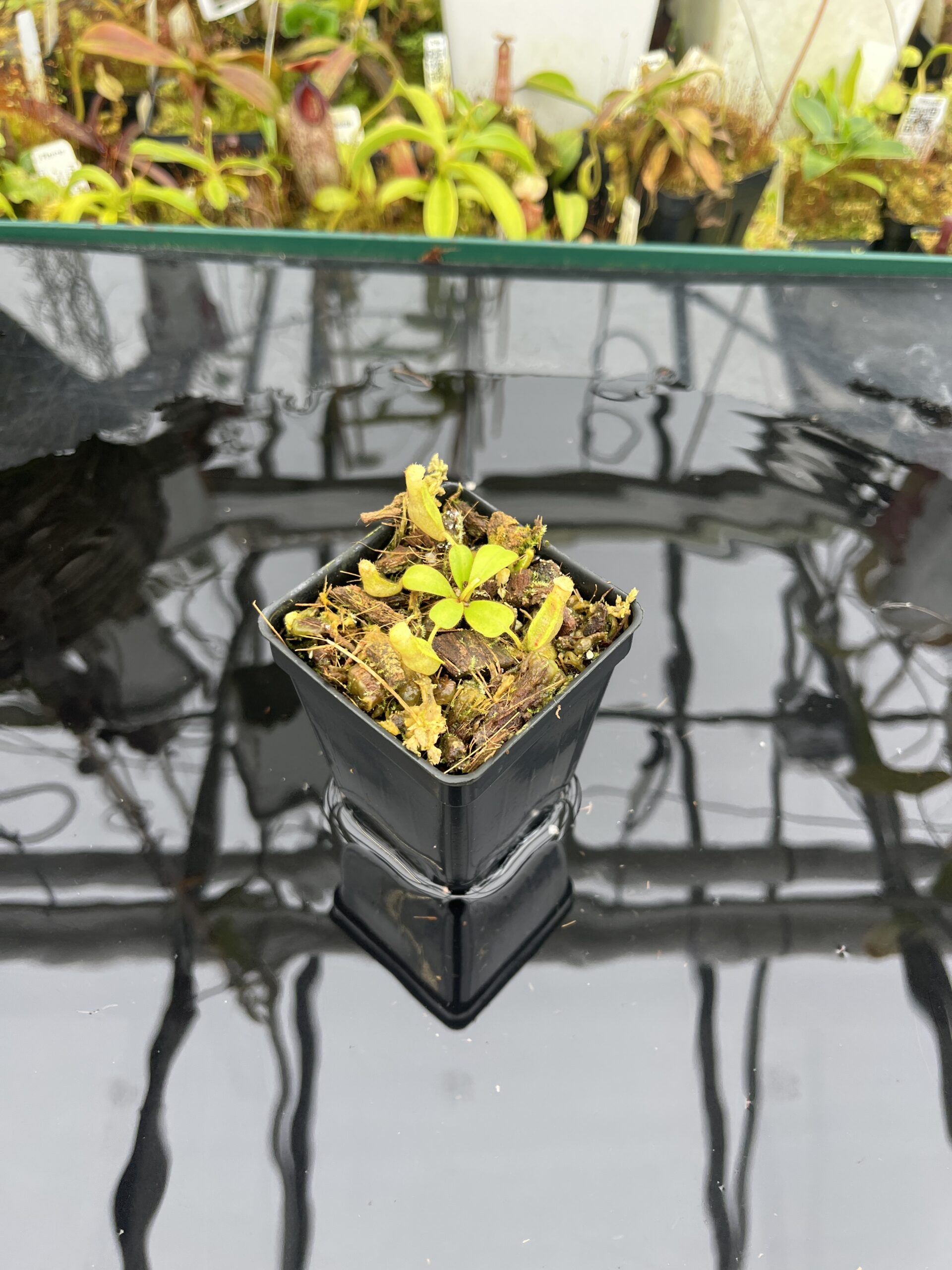 Wide Angle of Nepenthes clipeata | Florae | FC-265.02 | Florae Collaborative | FC-265.02 | IN26731