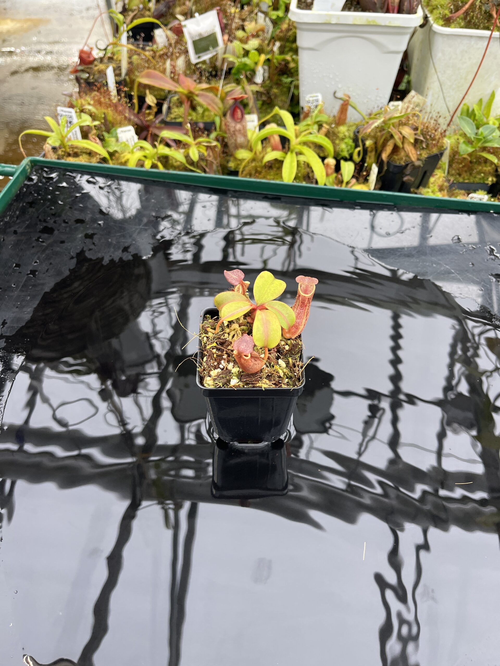 Wide Angle of Nepenthes dactylifera | Borneo Exotics | BE-3070 | IN26492