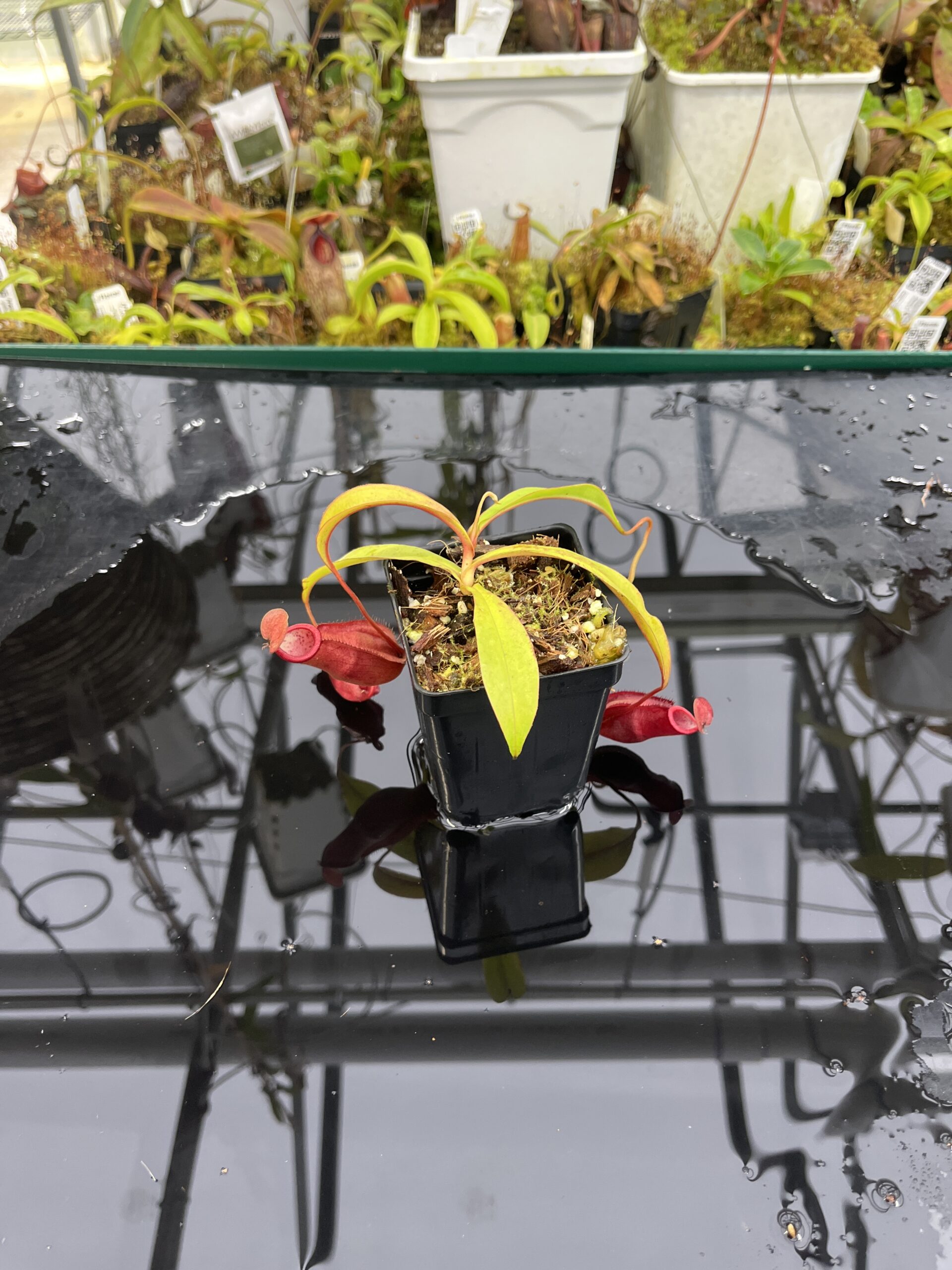 Wide Angle of Nepenthes densiflora x mirabilis var. globosa | Borneo Exotics | BE-3656 | IN26473
