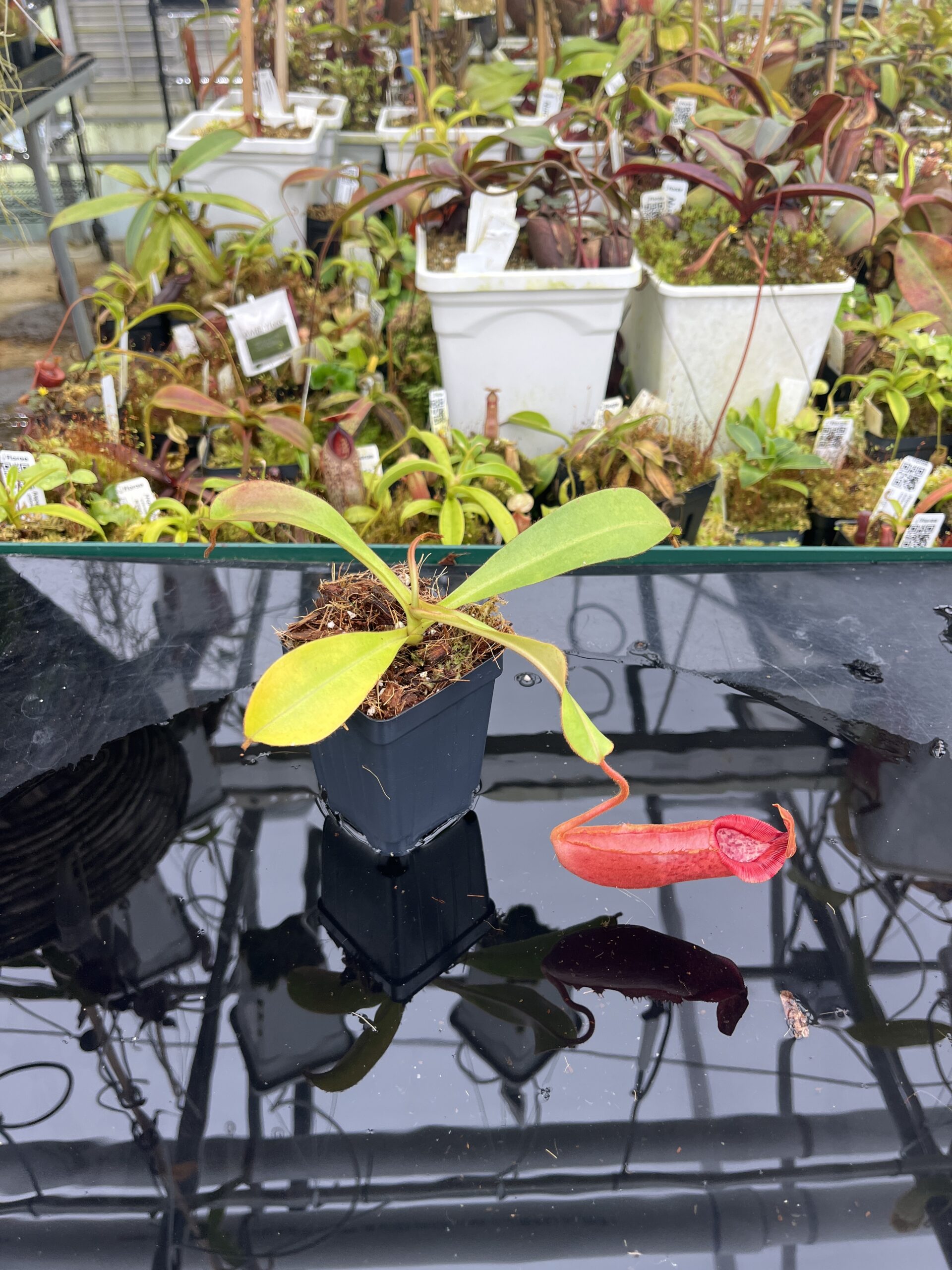Wide Angle of Nepenthes densiflora x veitchii | Borneo Exotics | BE-4037 | IN26735