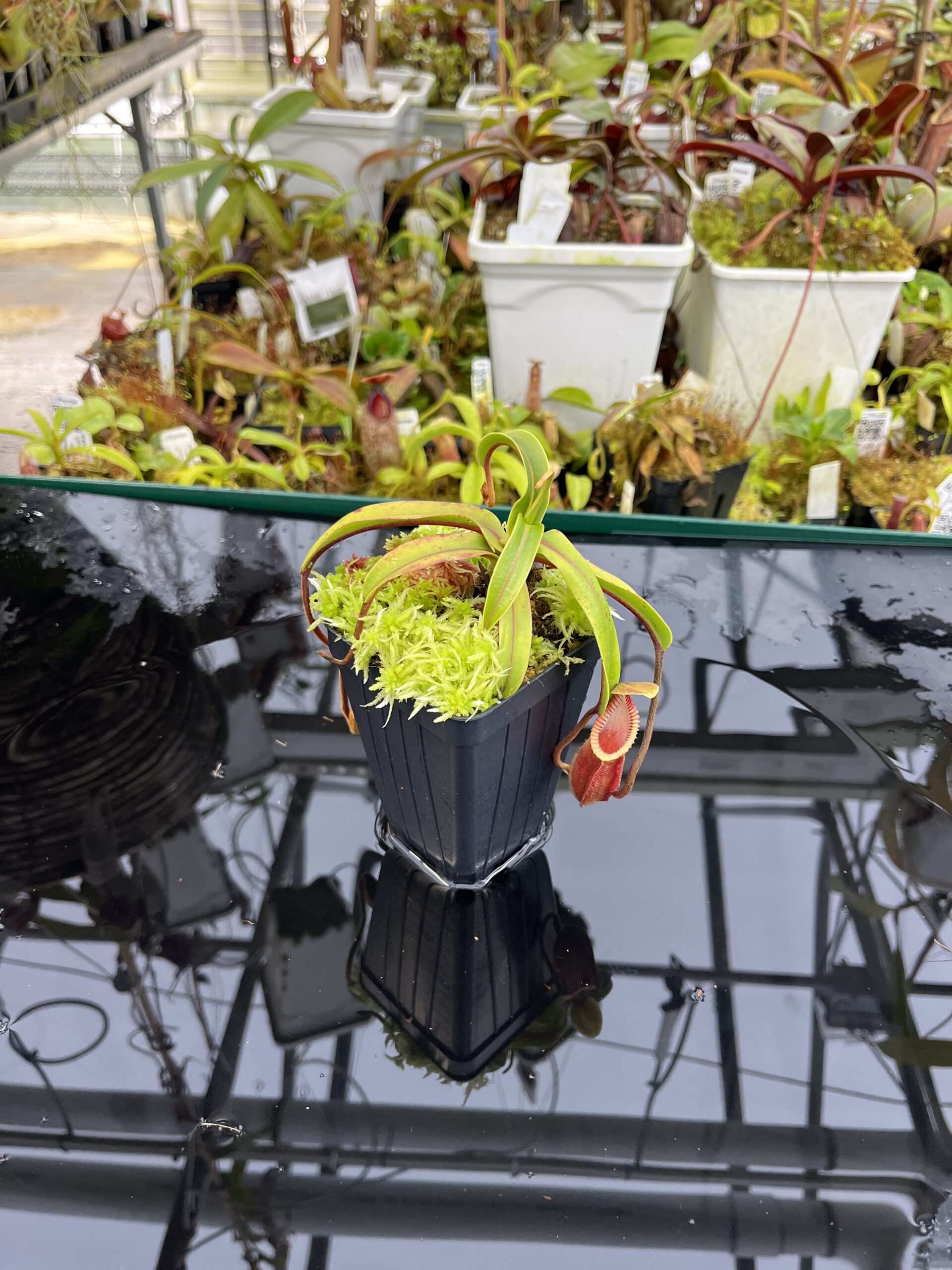 Wide Angle of Nepenthes diabolica (=Red Hairy Hamata = RHH) | Andreas Wistuba | AW-14 | H26749