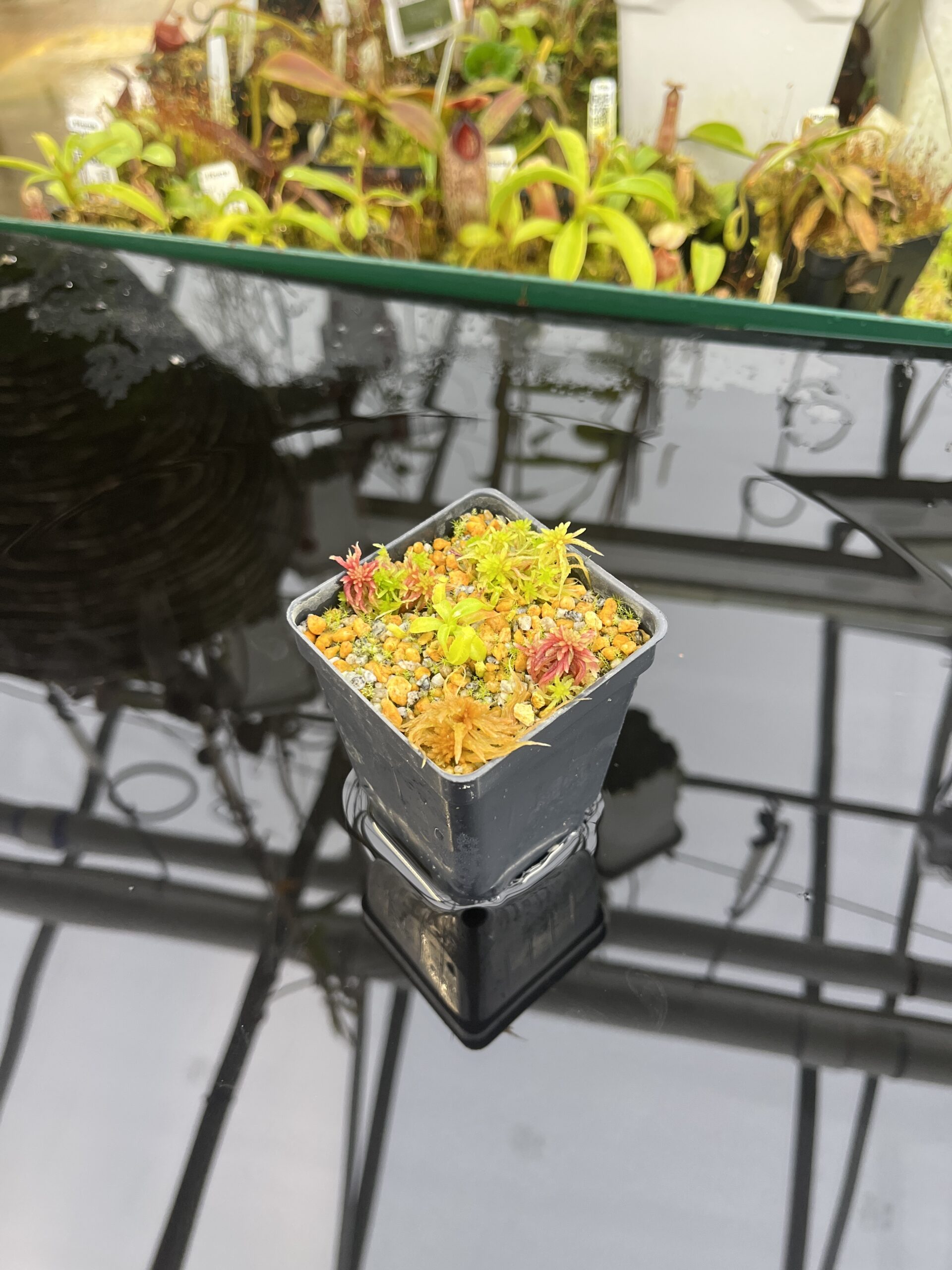 Wide Angle of Nepenthes edwardsiana x macrophylla | Assorted Clones | Jeremiah Harris | JH-459 | H26764