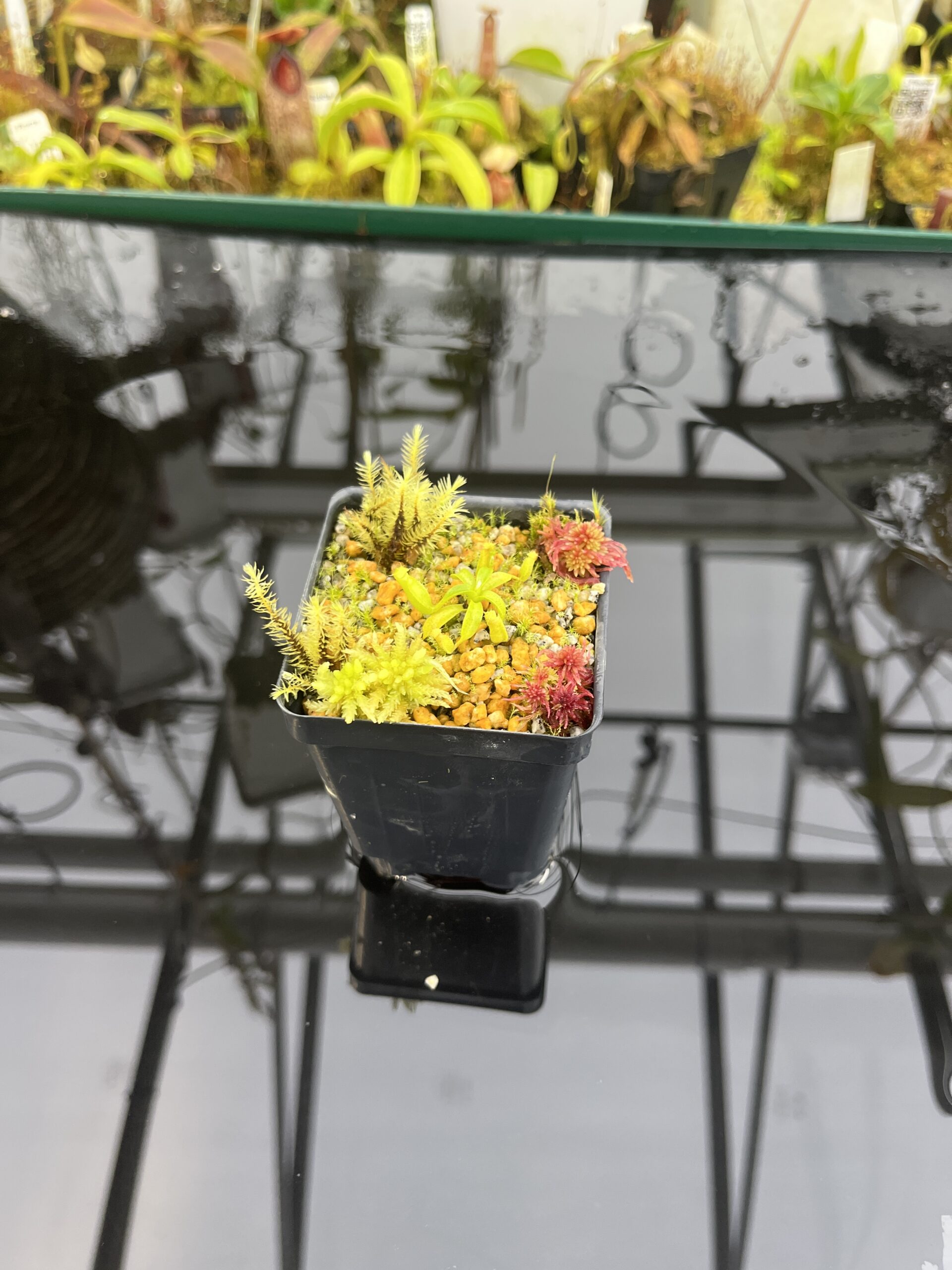 Wide Angle of Nepenthes edwardsiana x macrophylla | Assorted Clones | Jeremiah Harris | JH-459 | H26765