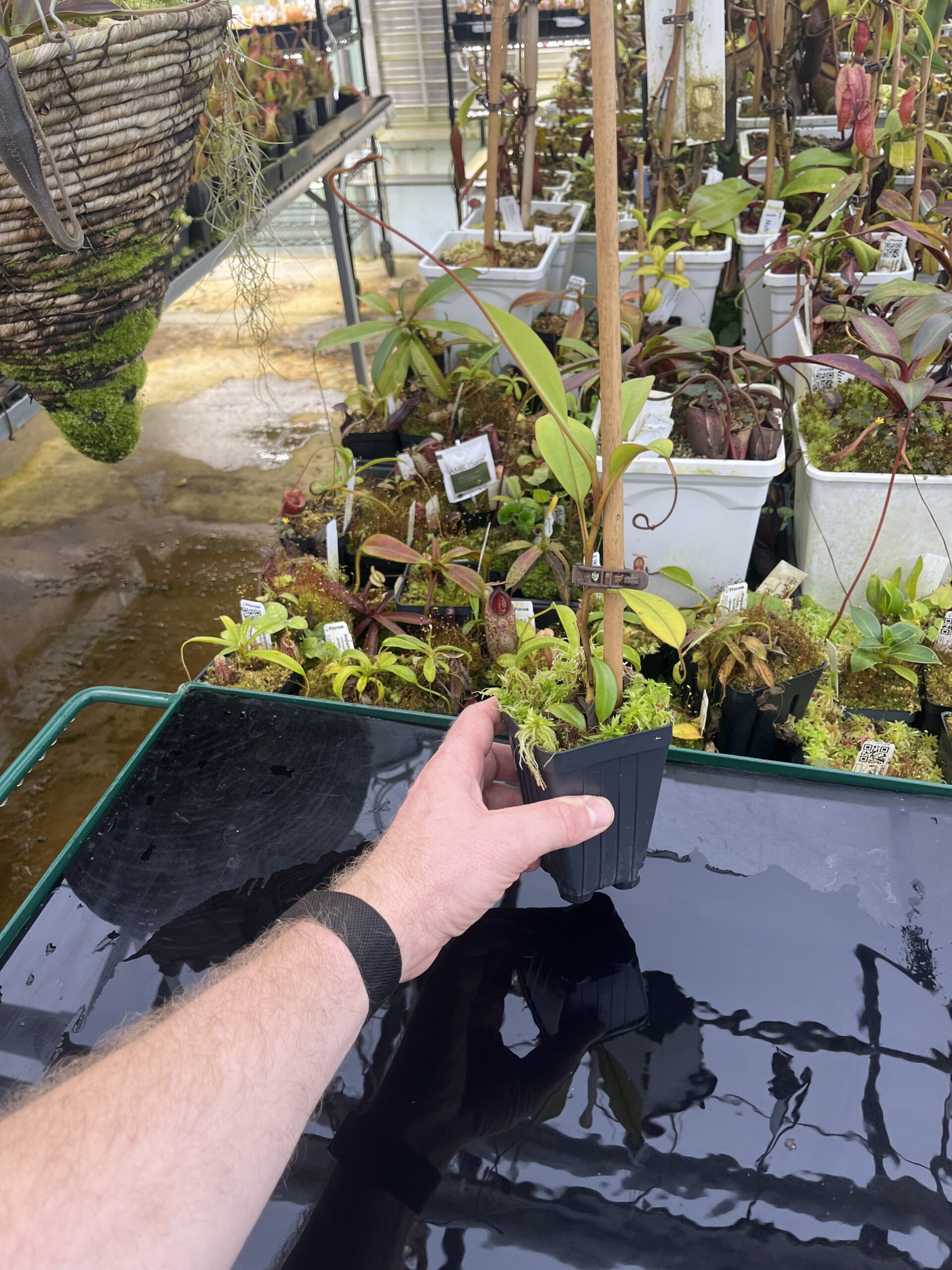 Wide Angle of Nepenthes epiphytica | Andreas Wistuba | AW-01 | IN26724