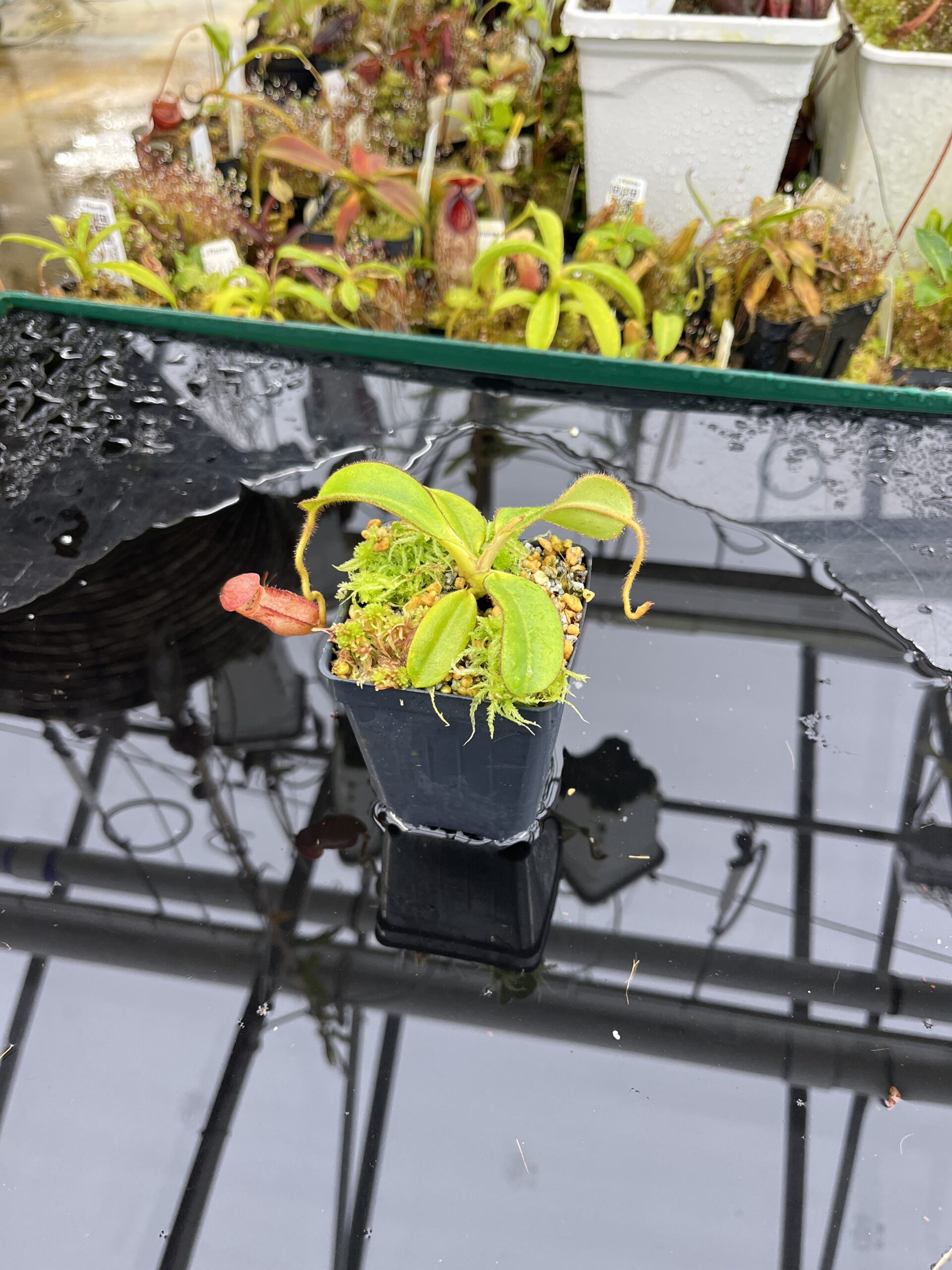 Wide Angle of Nepenthes erucoides (Dinagat Philippines) | Andreas Wistuba | AW-RSC | H26378