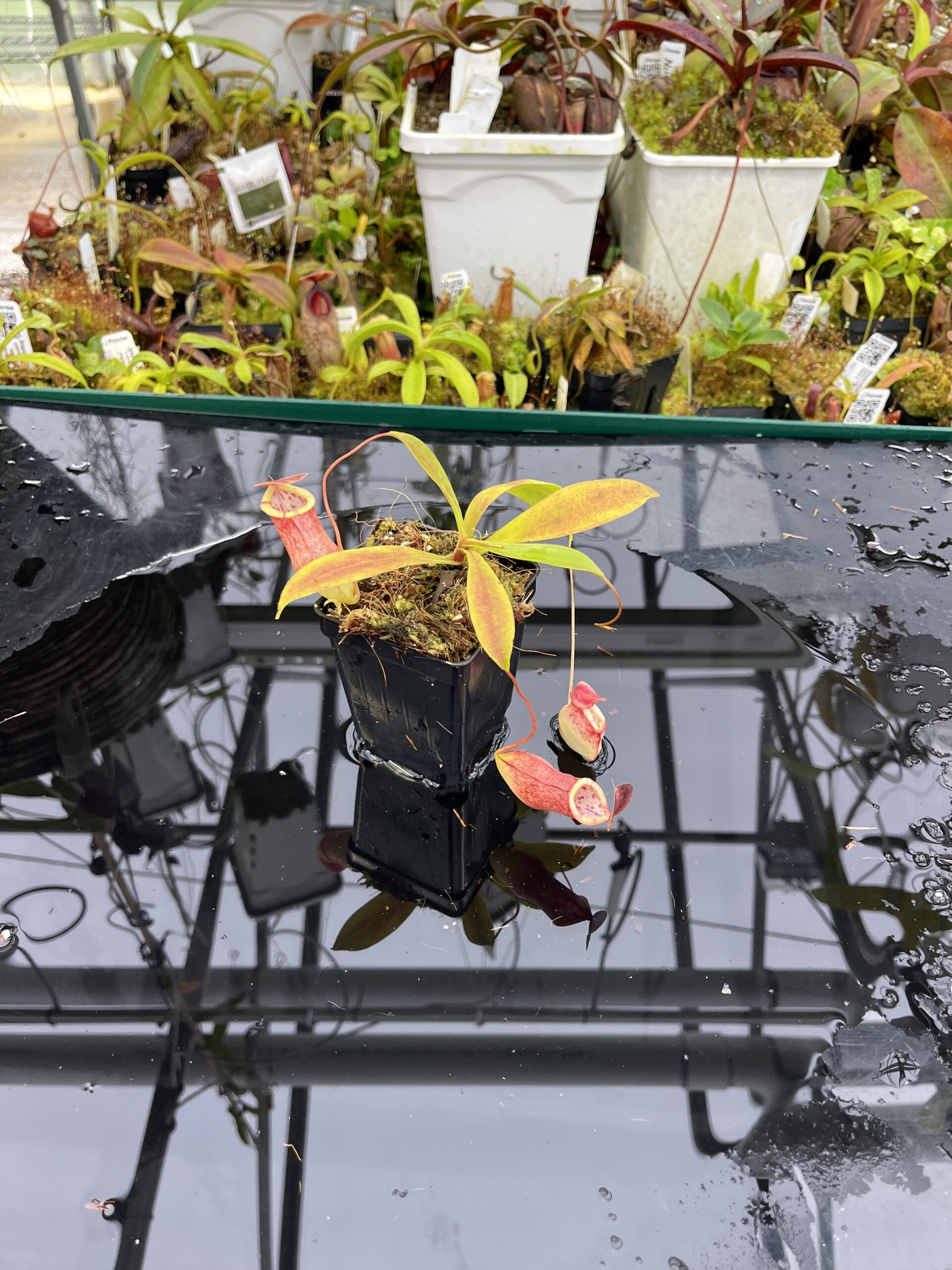 Wide Angle of Nepenthes eustachya x tenuis | Borneo Exotics | BE-3971 | IN26491