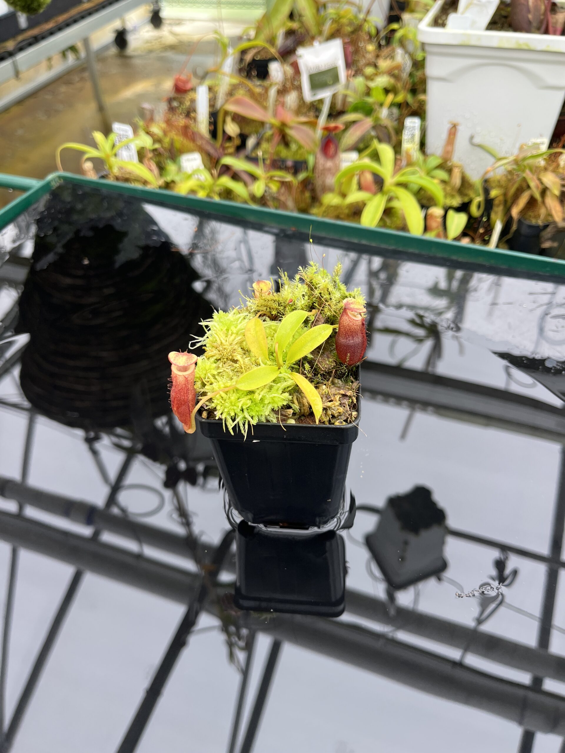 Wide Angle of Nepenthes flava x villosa | Andreas Wistuba | AW-(ISC) | H26683