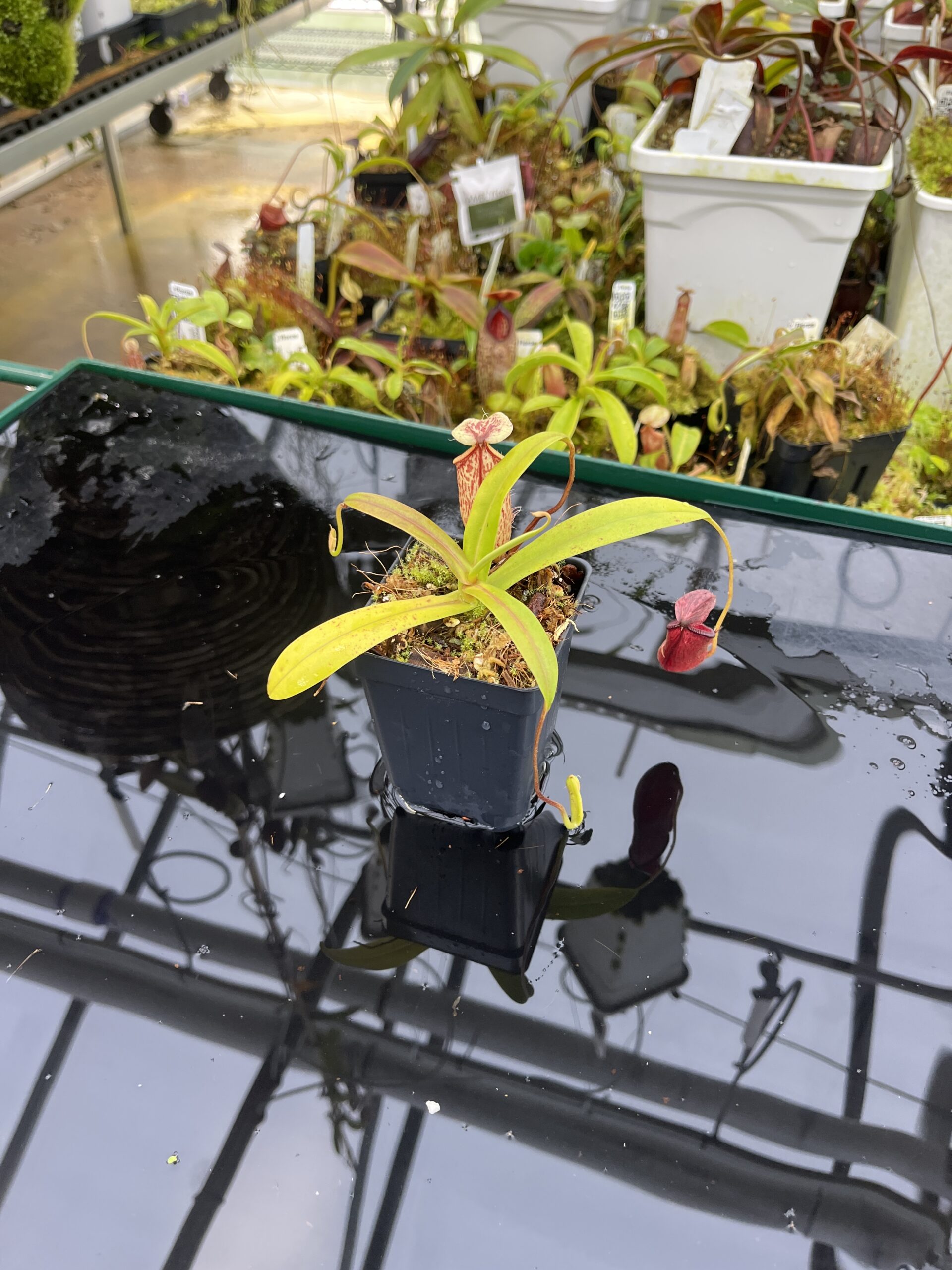 Wide Angle of Nepenthes glabrata x hamata | Borneo Exotics | BE-3912 | H26753