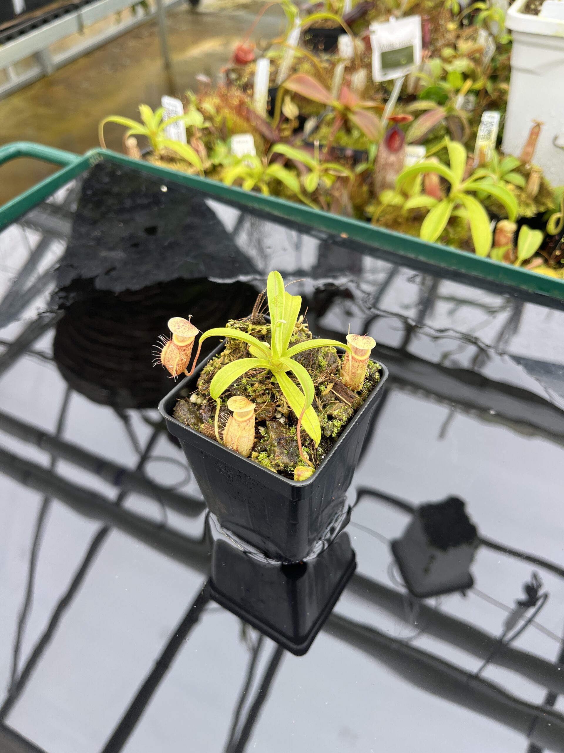 Wide Angle of Nepenthes glabrata x undulatifolia | Andreas Wistuba | AW-ISC | H26696