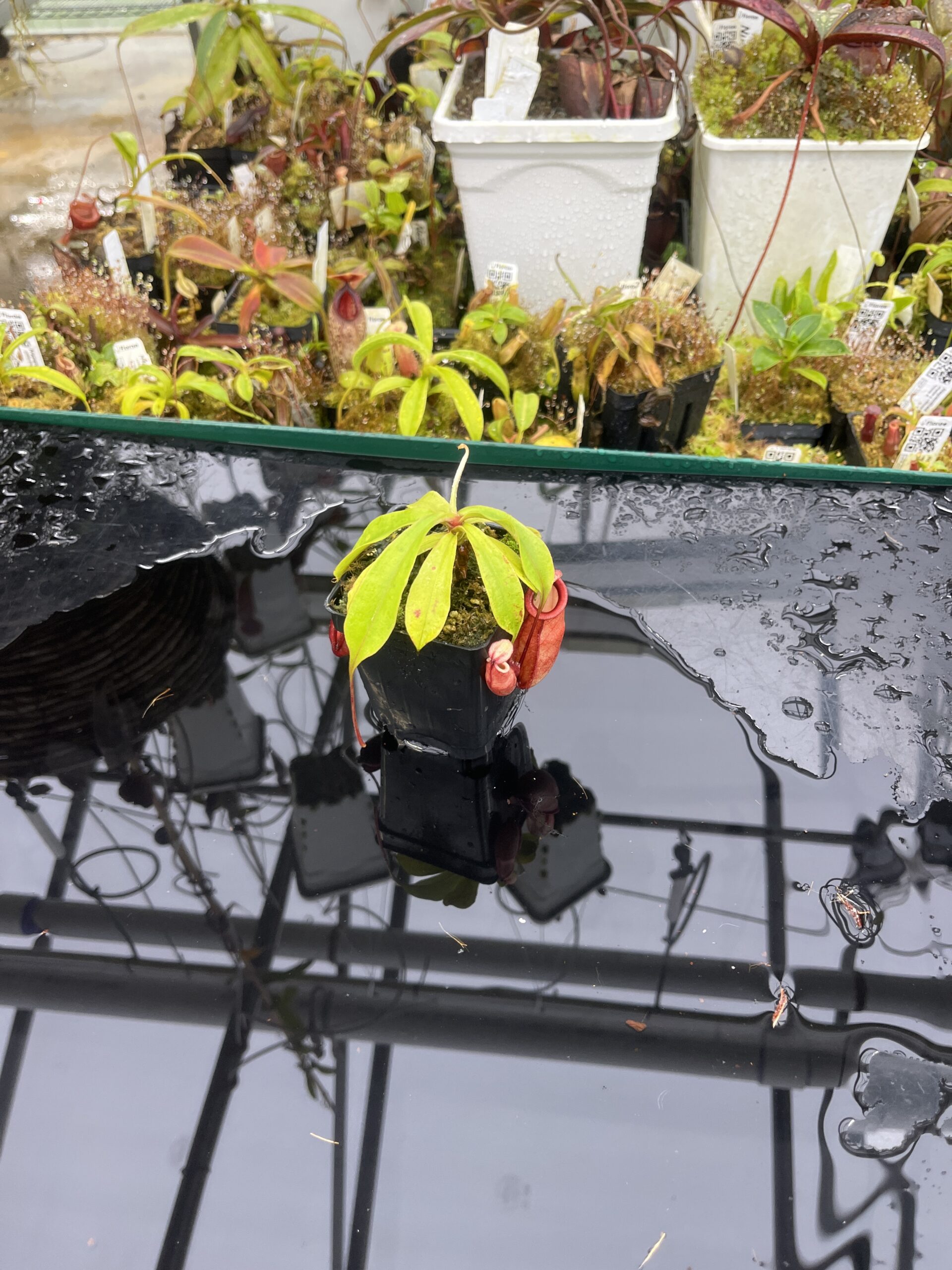 Wide Angle of Nepenthes (globosa x xKuchingensis) x open pollinated | Manny Herrera | | L26376