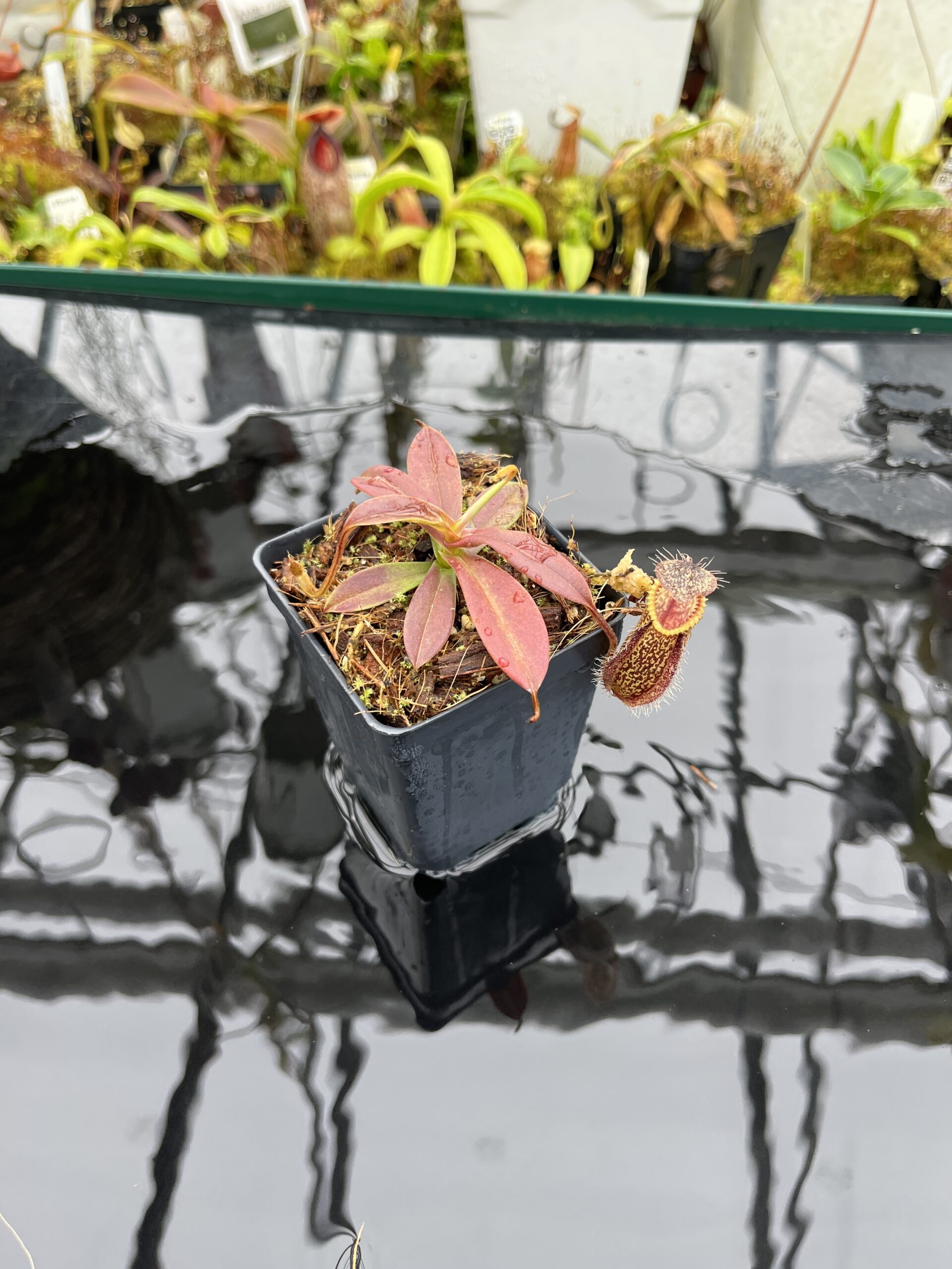 Wide Angle of Nepenthes hamata | Borneo Exotics | BE-3975 | H26510