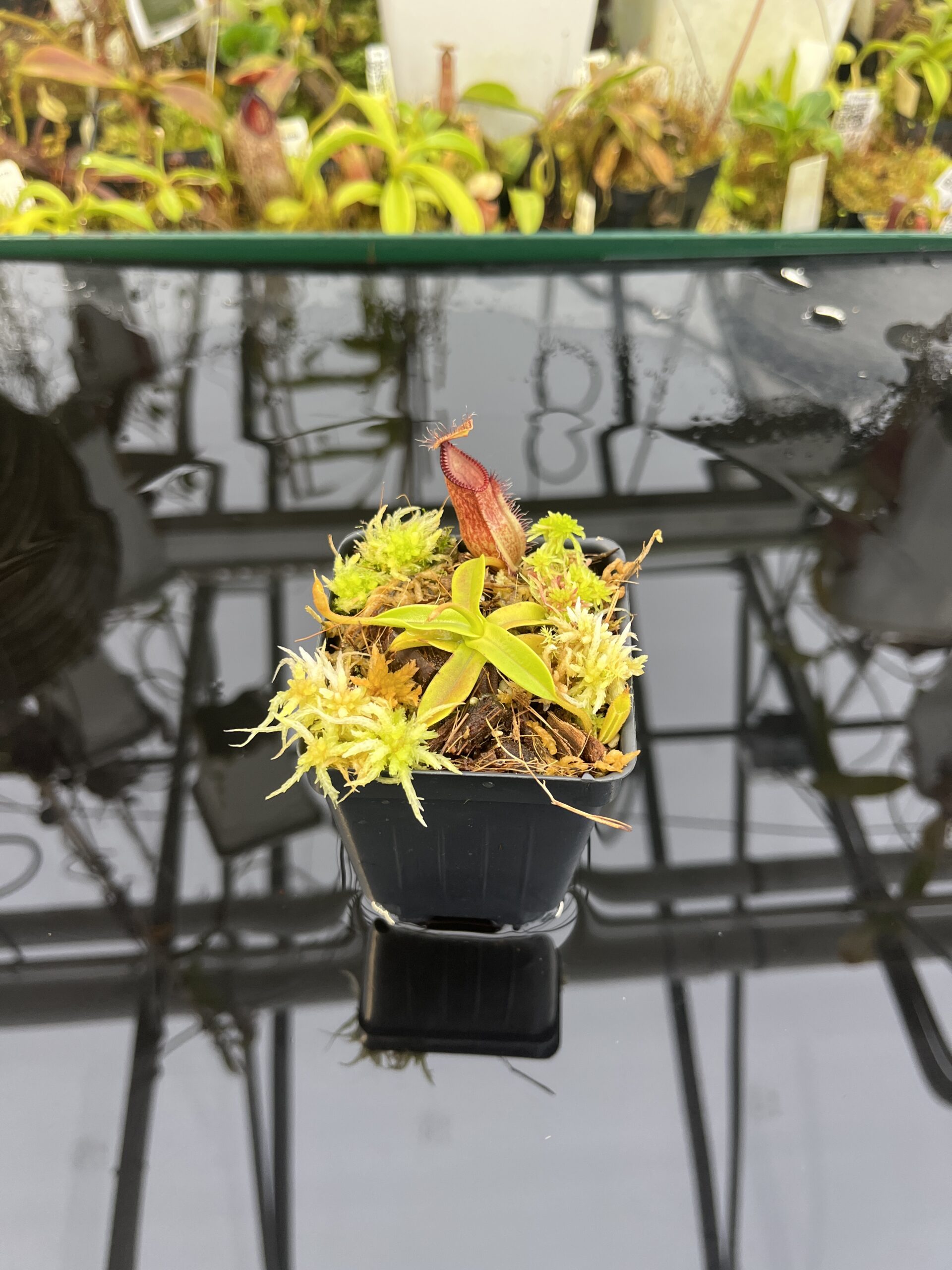 Wide Angle of Nepenthes hamata (Gunung Lumut, Sulawesi) | Andreas Wistuba | AW-04 | H26758
