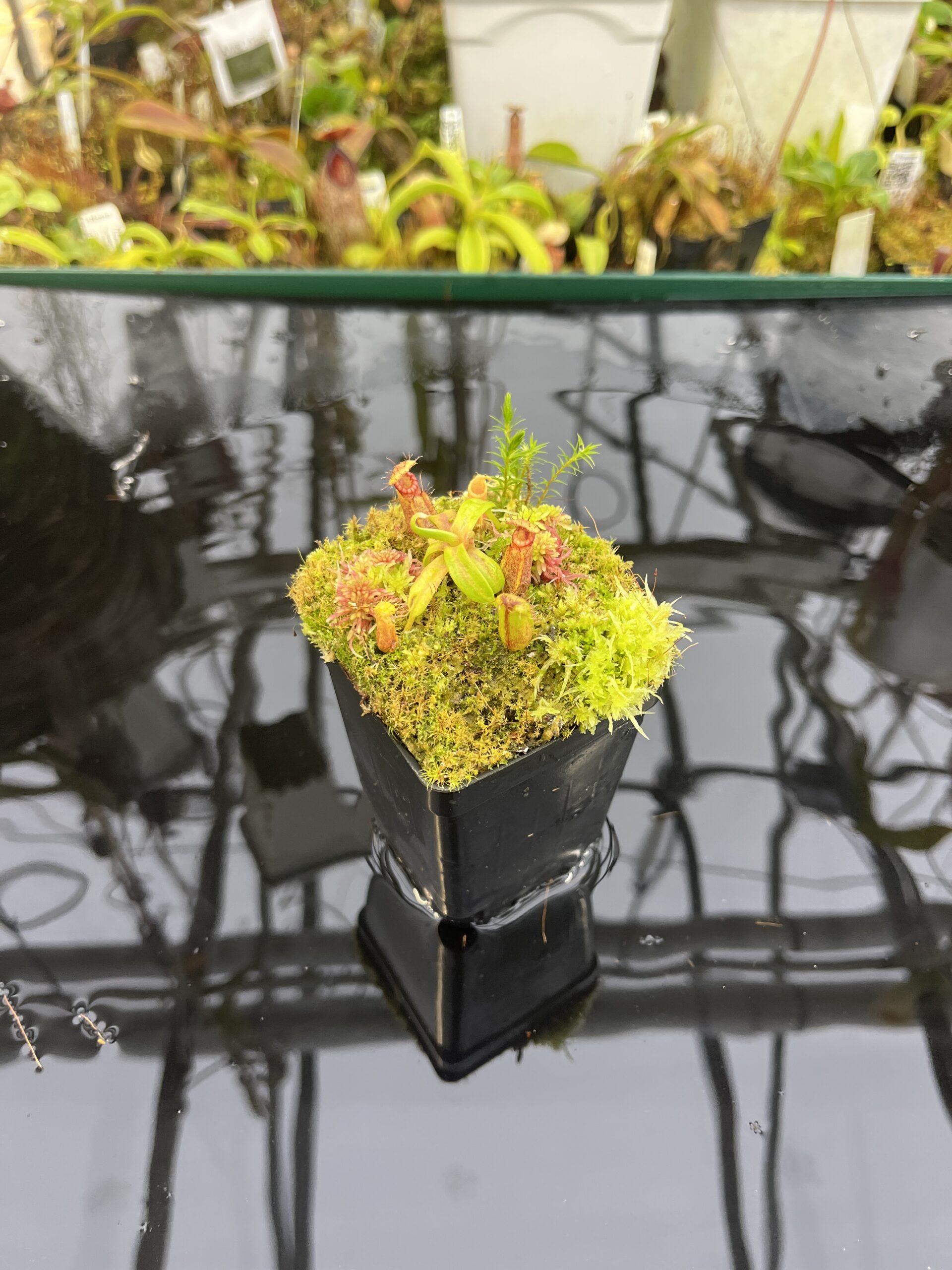 Wide Angle of Nepenthes hamata (katopasa) x edwardsiana| Clone 4 | Florae Collaborative | FC-266.04 | H26770