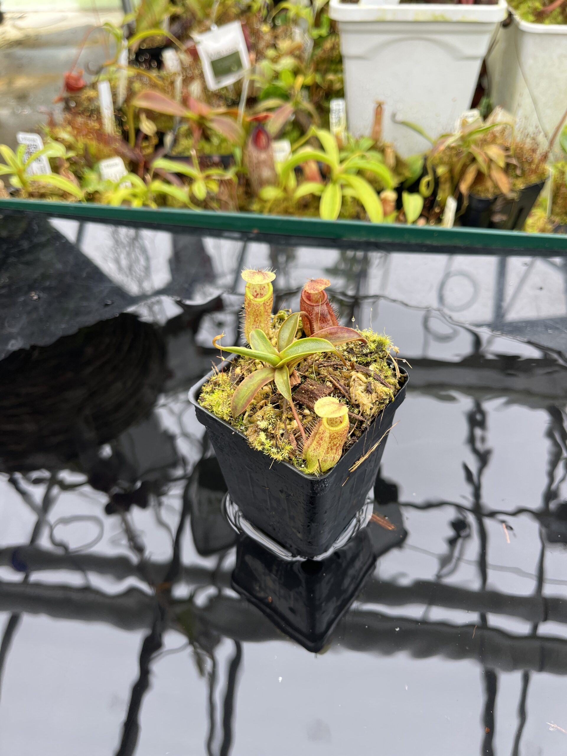 Wide Angle of Nepenthes hamata x attenboroughii | Borneo Exotics | BE-4636 | H26512