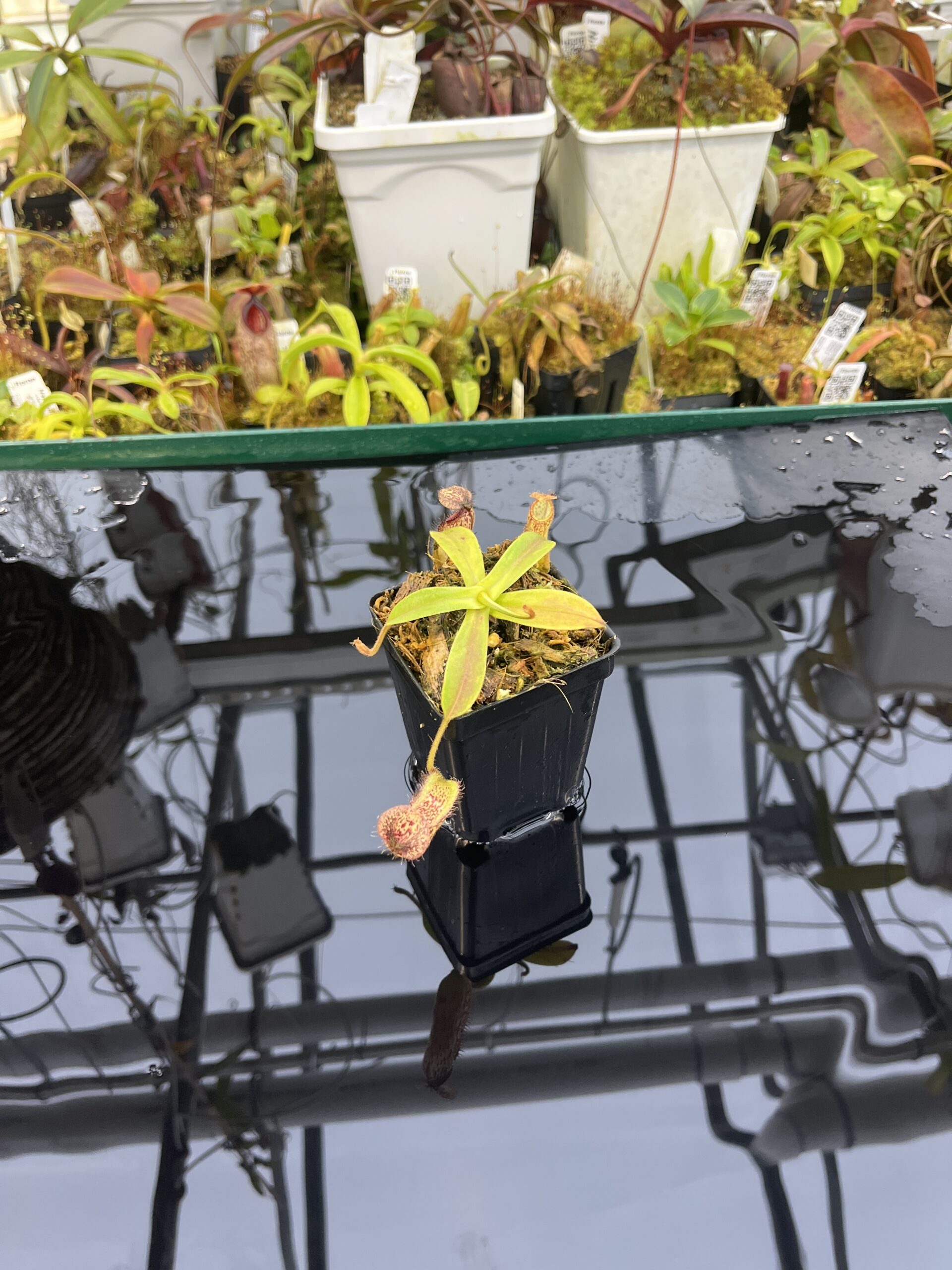 Wide Angle of Nepenthes hamata x klossii | Borneo Exotics | BE-4562 | IN26404