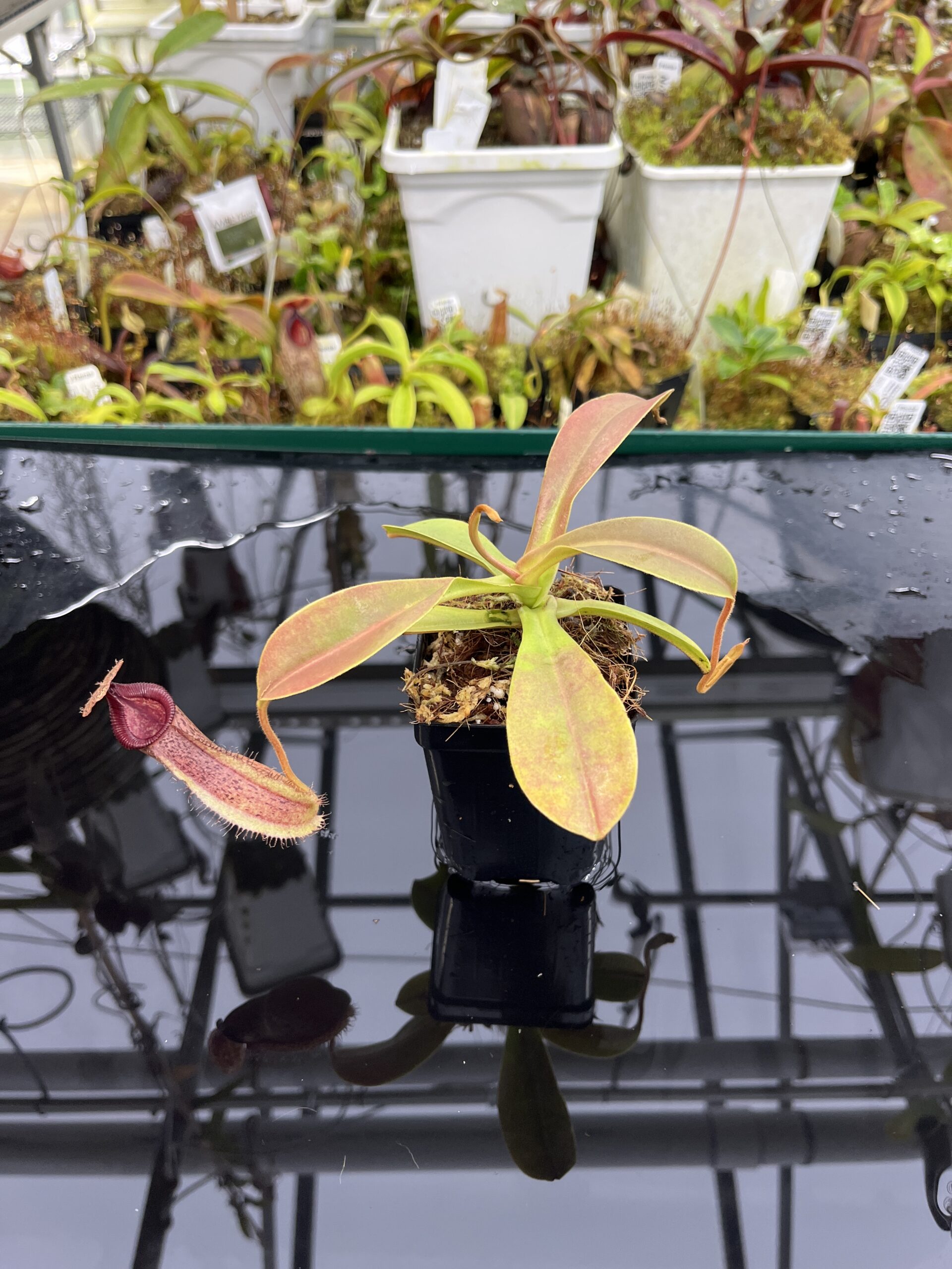Wide Angle of Nepenthes hamata x (veitchii x lowii) | Borneo Exotics | BE-4057 | IN26480