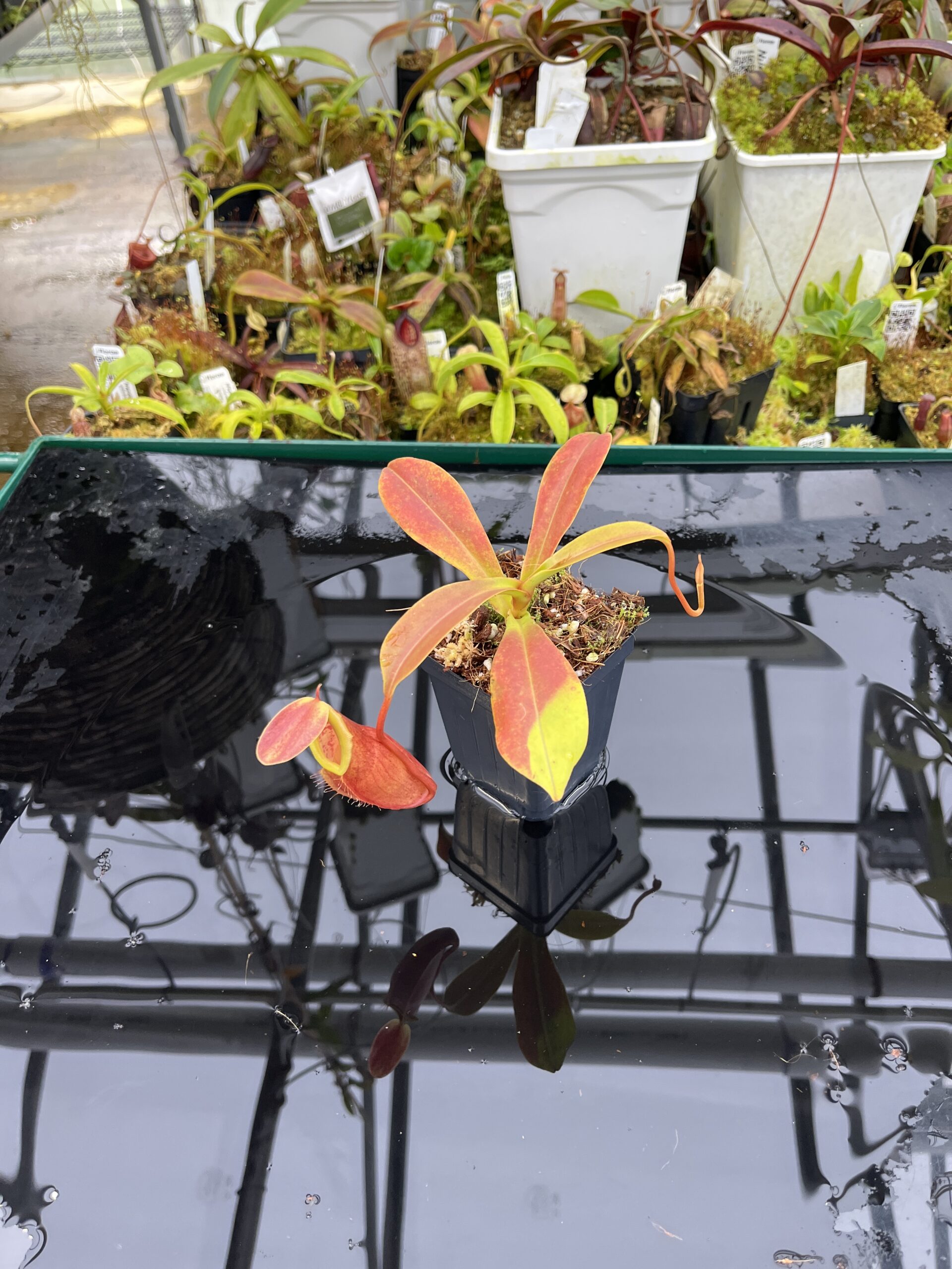 Wide Angle of Nepenthes inermis x bongso | Borneo Exotics | BE-3897 | H26750