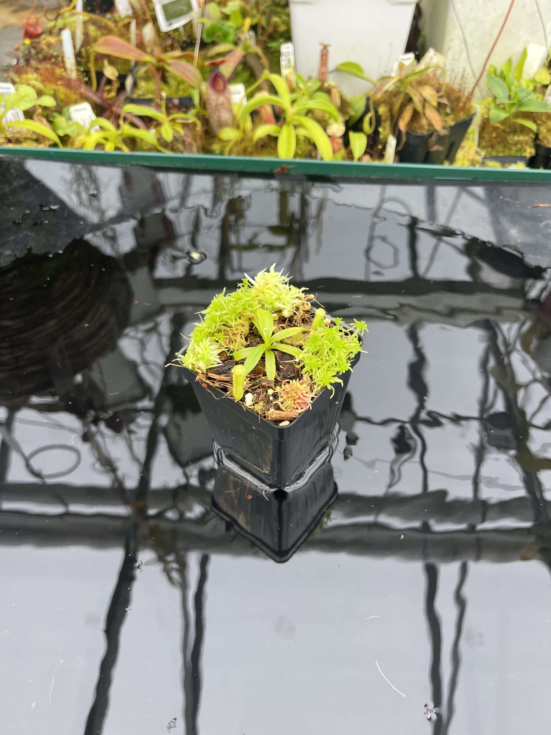 Wide Angle of Nepenthes leonardoi (horticulturally produced AW x EP) | Clone 9 | Florae Collaborative | FC-319.09 | IN26740