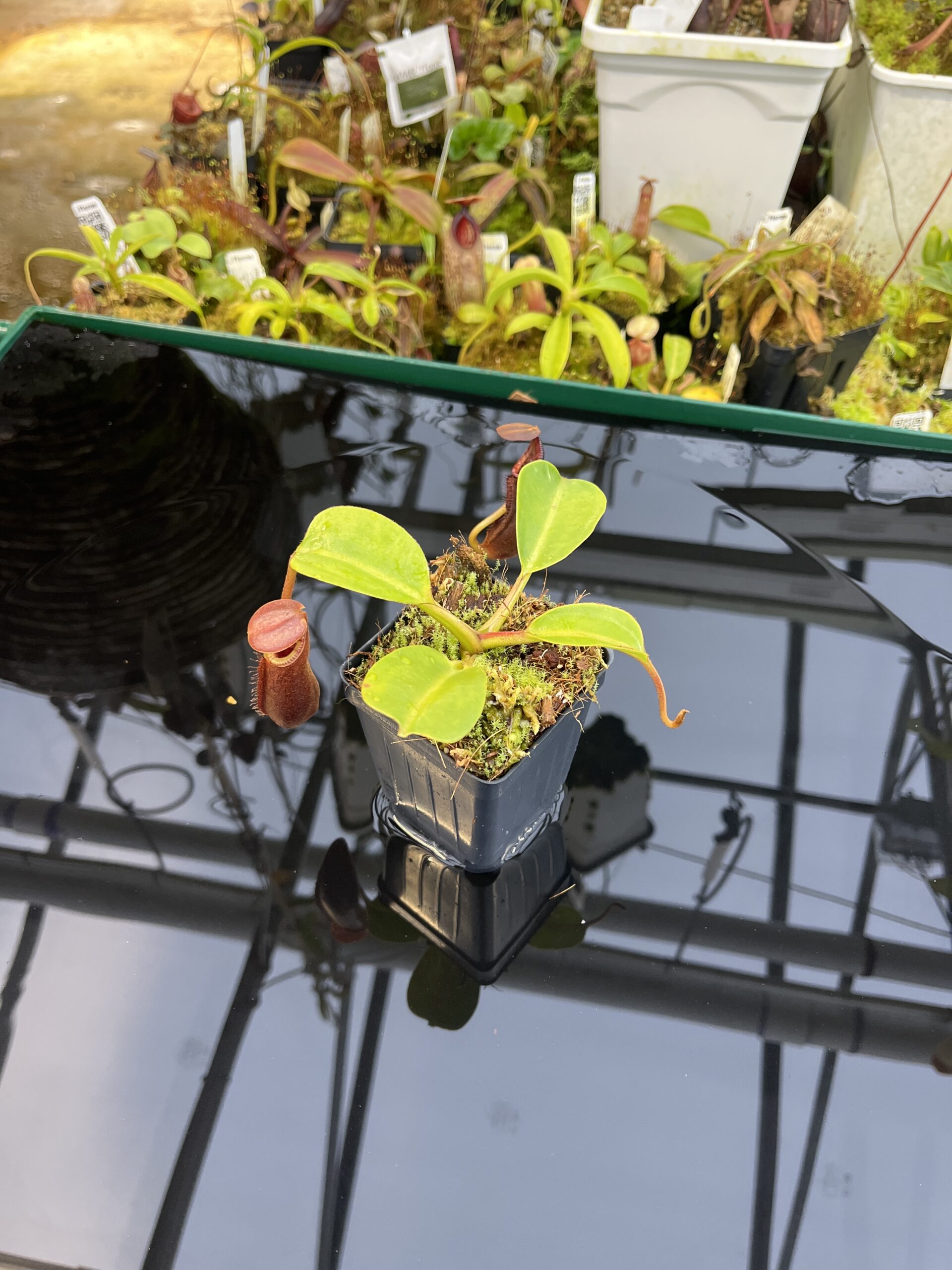 Wide Angle of Nepenthes (lowii x macrophylla) x robcantleyi | Borneo Exotics | BE-4545 | H26776