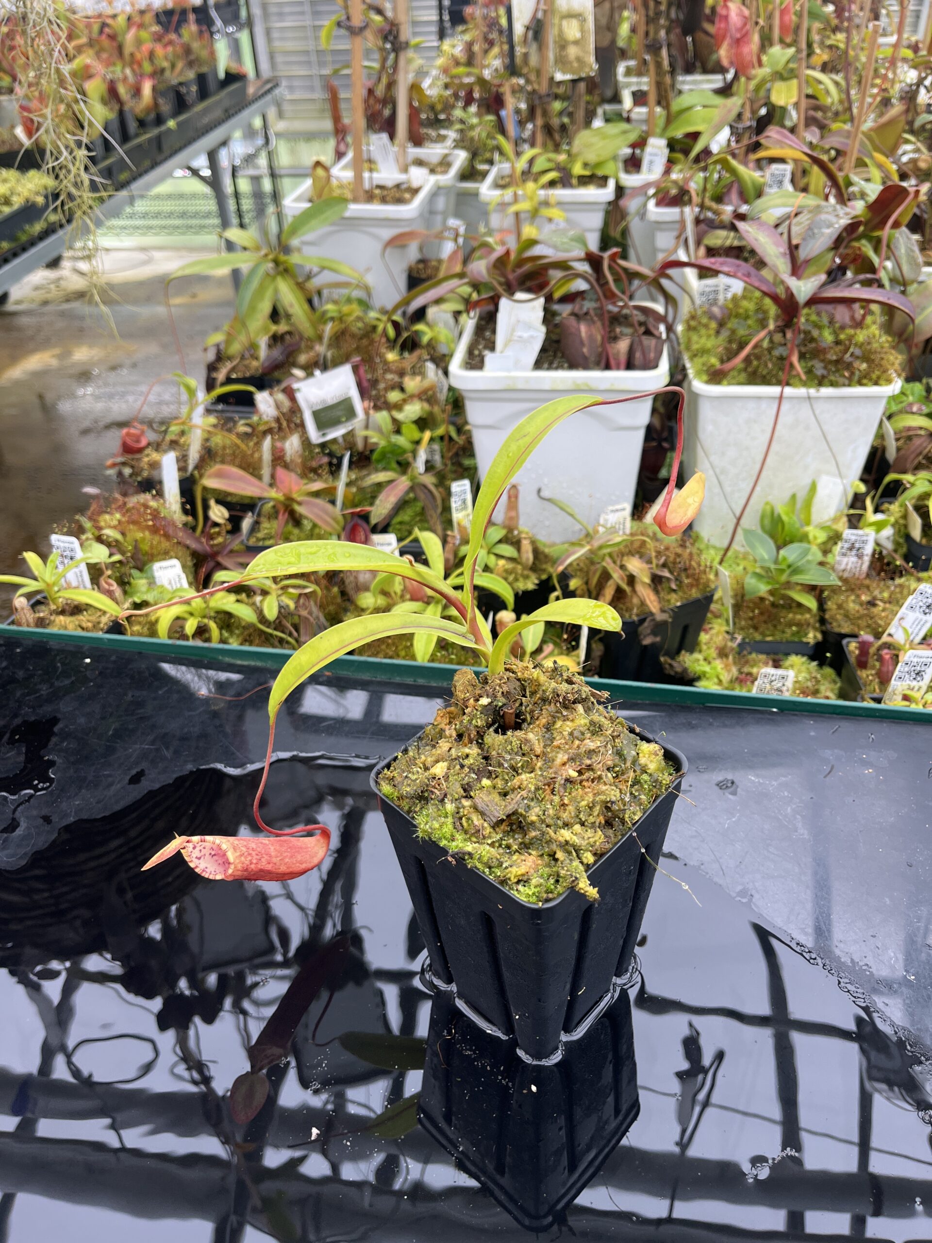 Wide Angle of Nepenthes lowii x tentaculata | Borneo Exotics | BE-3970 | H26686