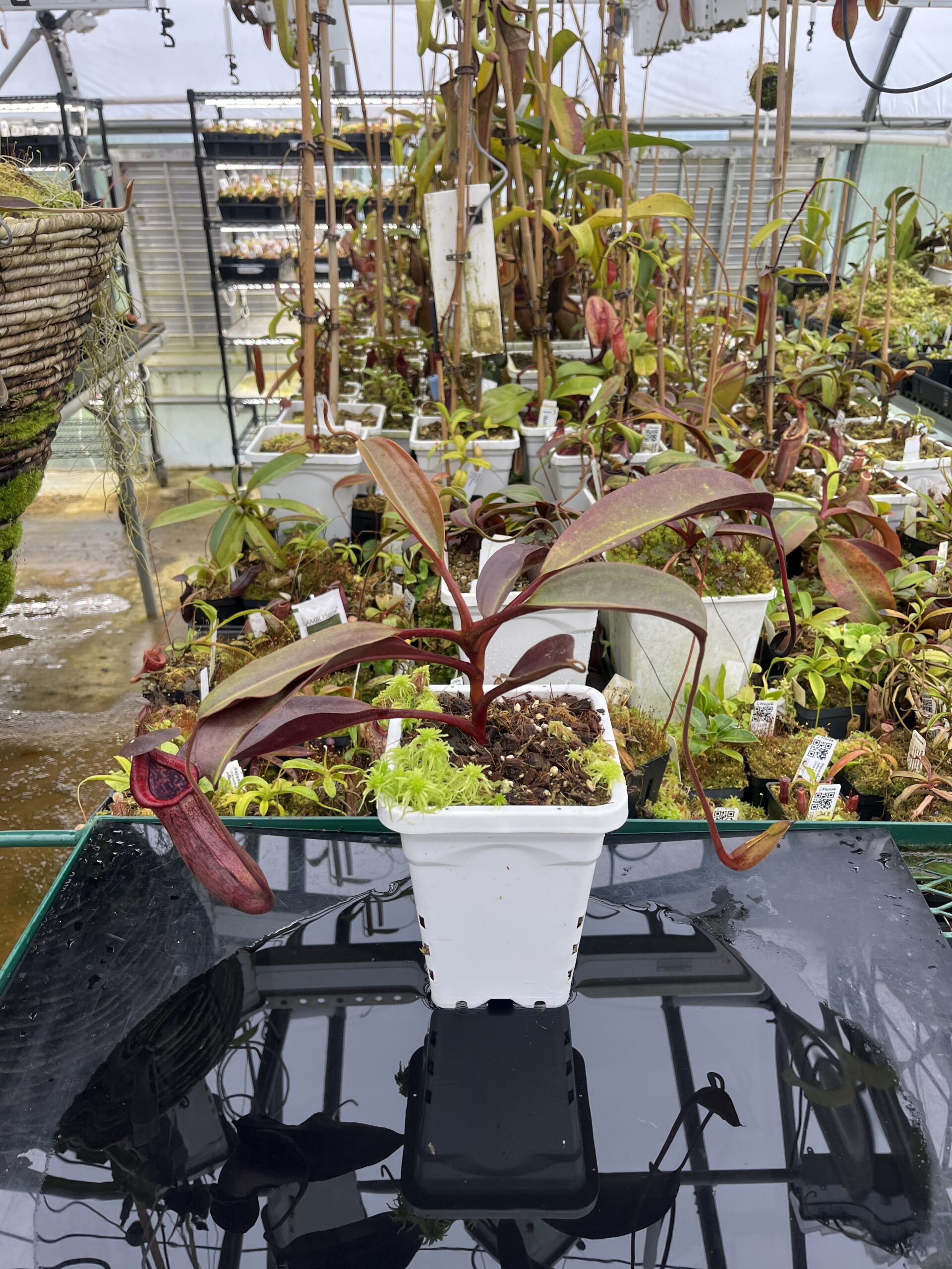 Wide Angle of Nepenthes (lowii x truncata squat) x peltata | Randomly selected from various clones (RSC) | Andreas Wistuba | AW-Nx_(lowXtrunc)Xpelt.1 | IN26704