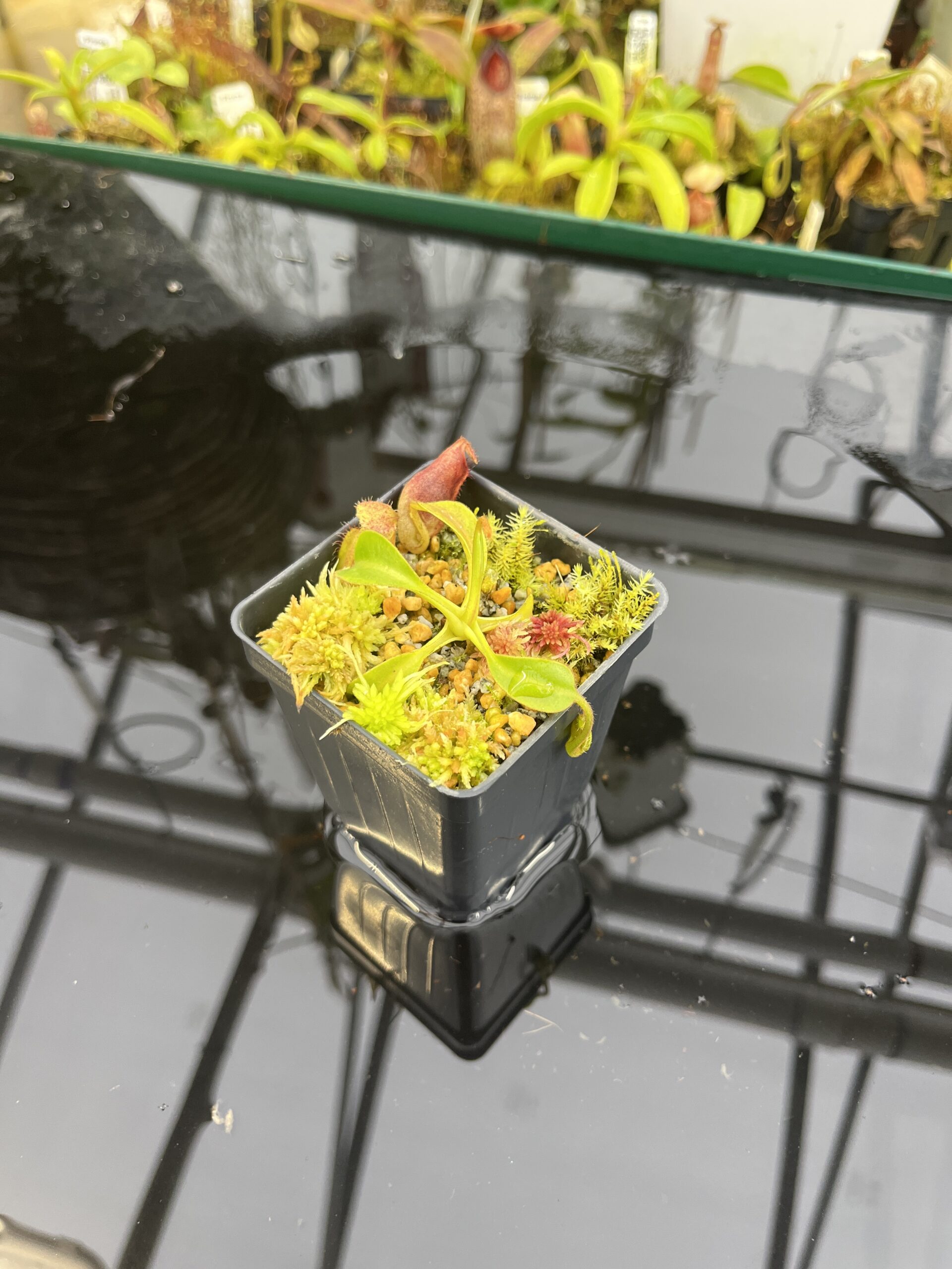 Wide Angle of Nepenthes (lowii x truncata) x ephippiata (Gunung Rajah) | Andreas Wistuba | AW-ISC | IN26775