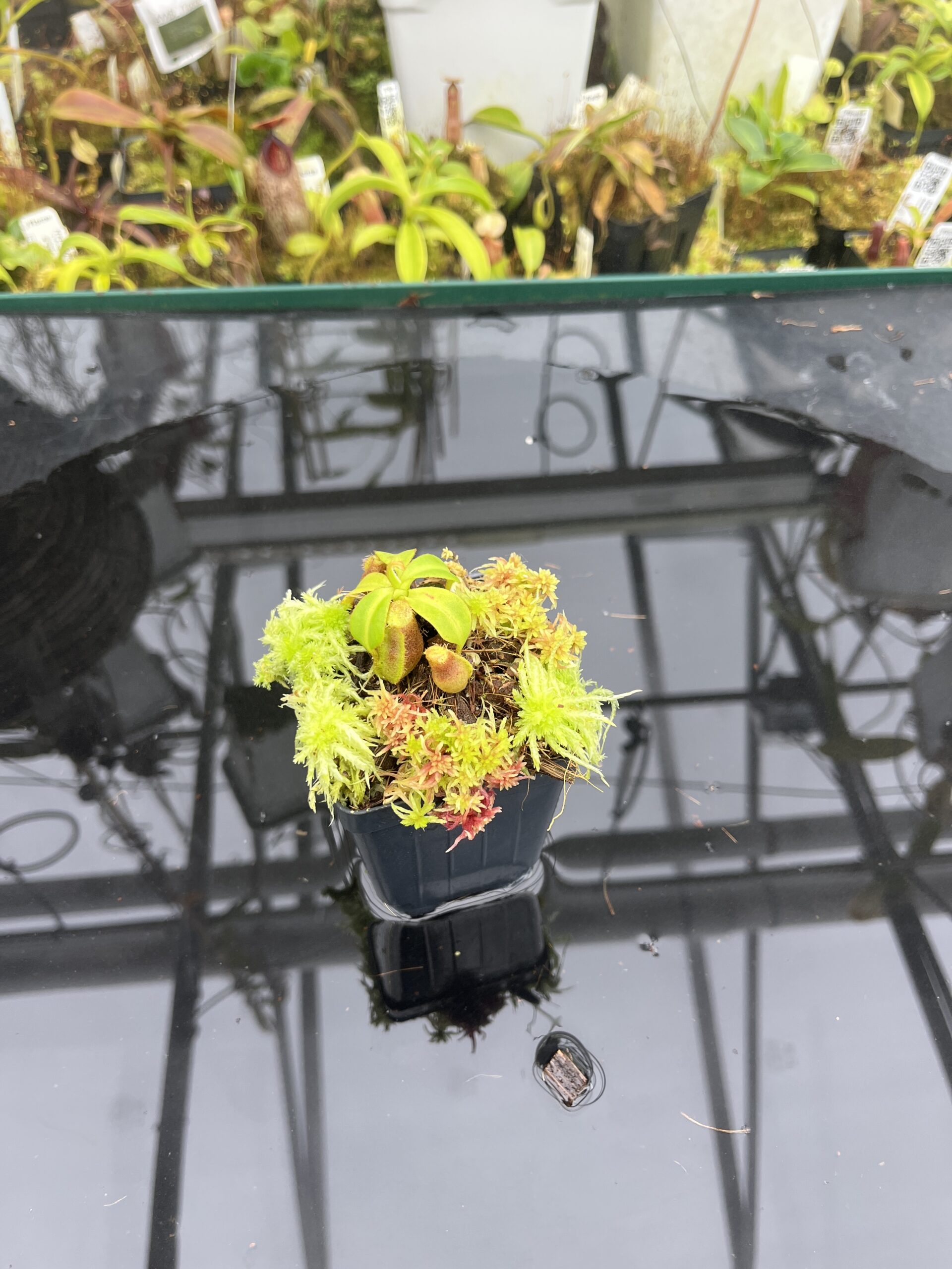 Wide Angle of Nepenthes (lowii x truncata) x macrophylla | Andreas Wistuba | AW-ISC | H26745