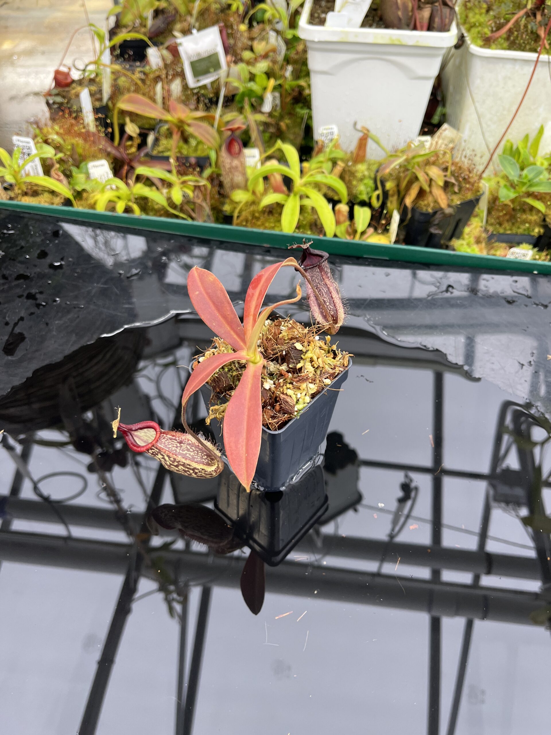 Wide Angle of Nepenthes (maxima x talangensis) x hamata | Borneo Exotics | BE-3777 | IN26486