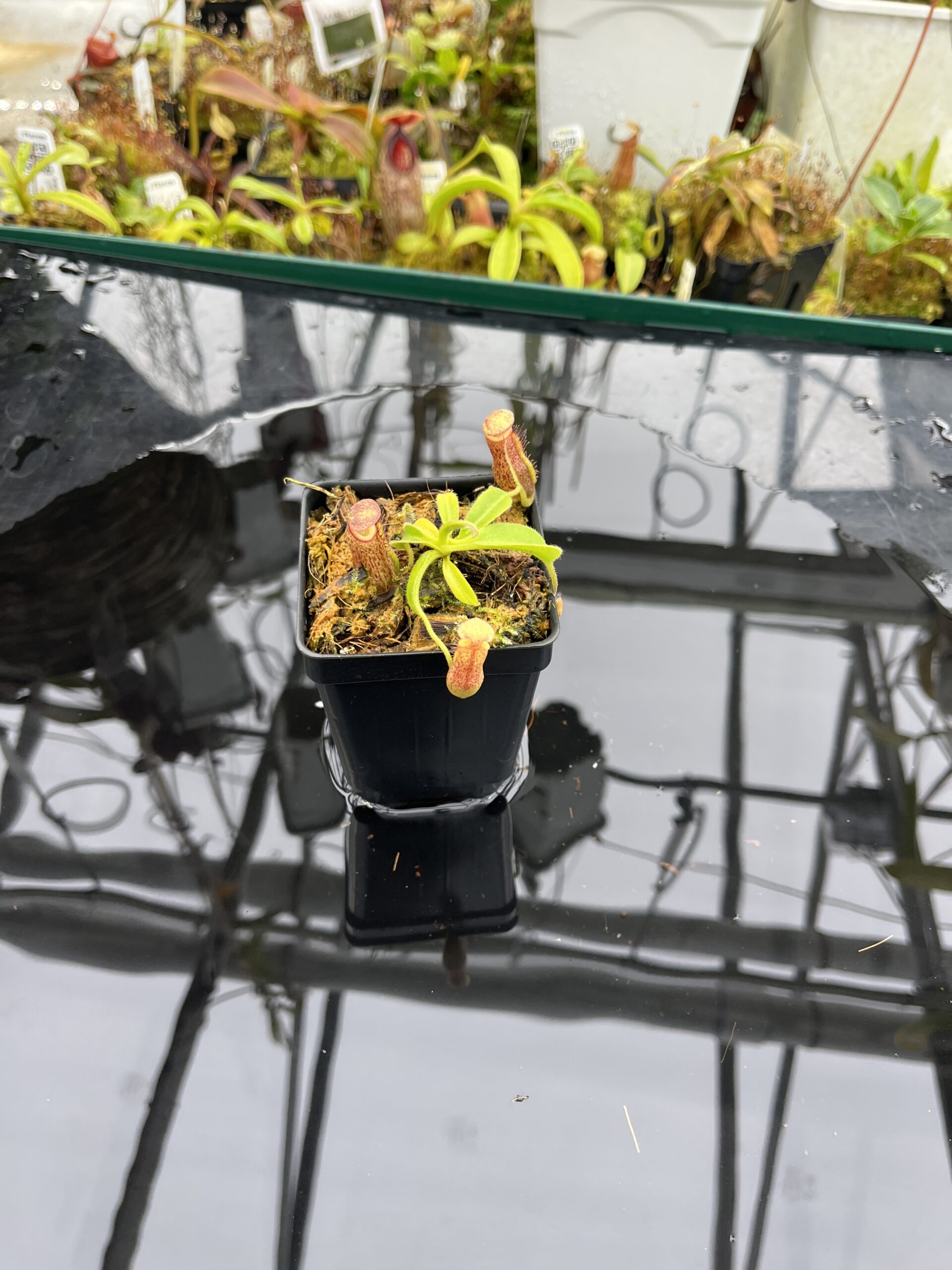 Wide Angle of Nepenthes maxima x villosa | JH | Clone 1 | Jeremiah Harris | JH-375.01 | IN26497