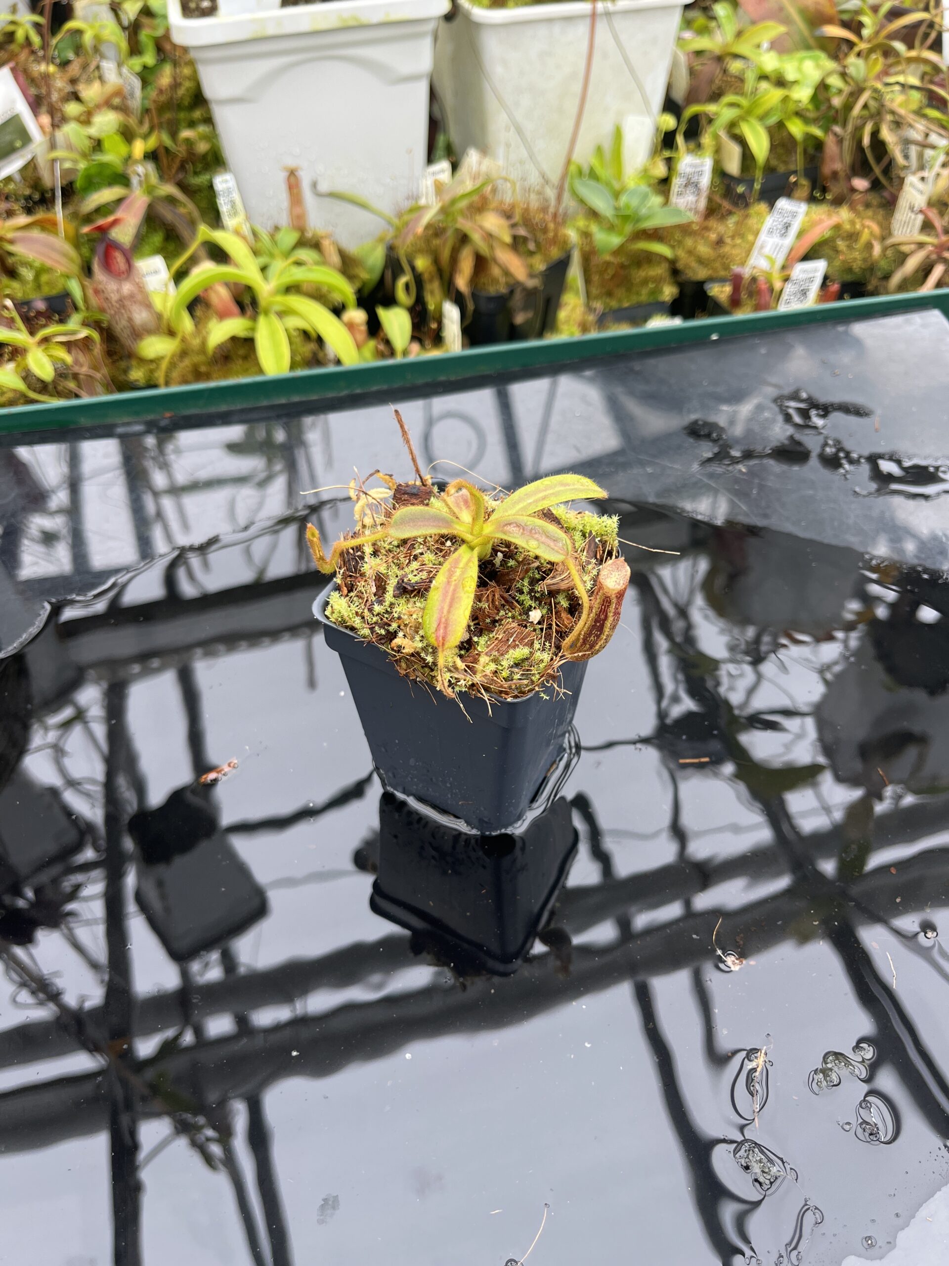 Wide Angle of Nepenthes mollis | Borneo Exotics | BE-3921 | H26682