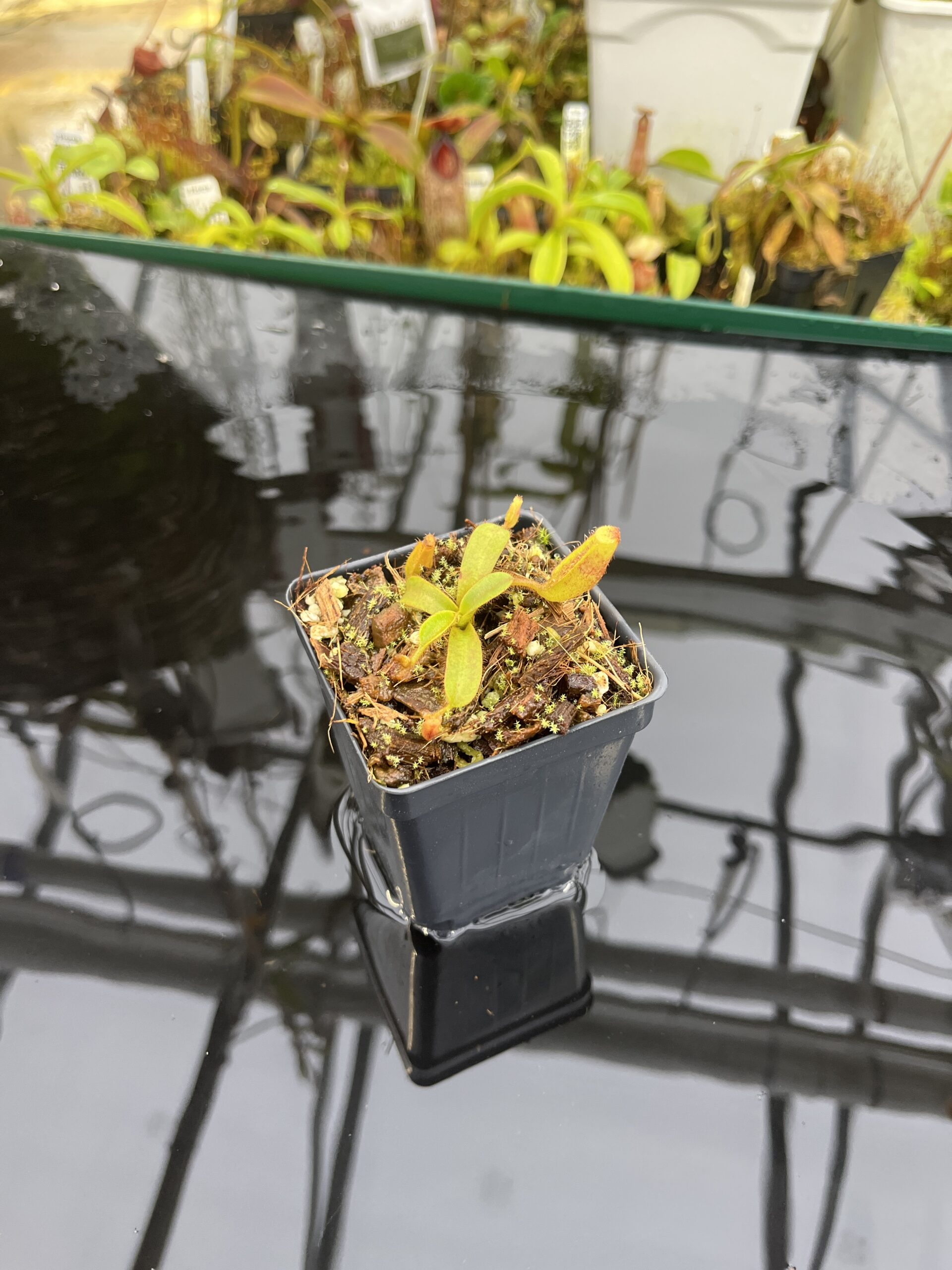 Wide Angle of Nepenthes mollis ('Tricolor' x Jeff Shafer Clone) | Francis Bauzon | FB-343.01 | H26768