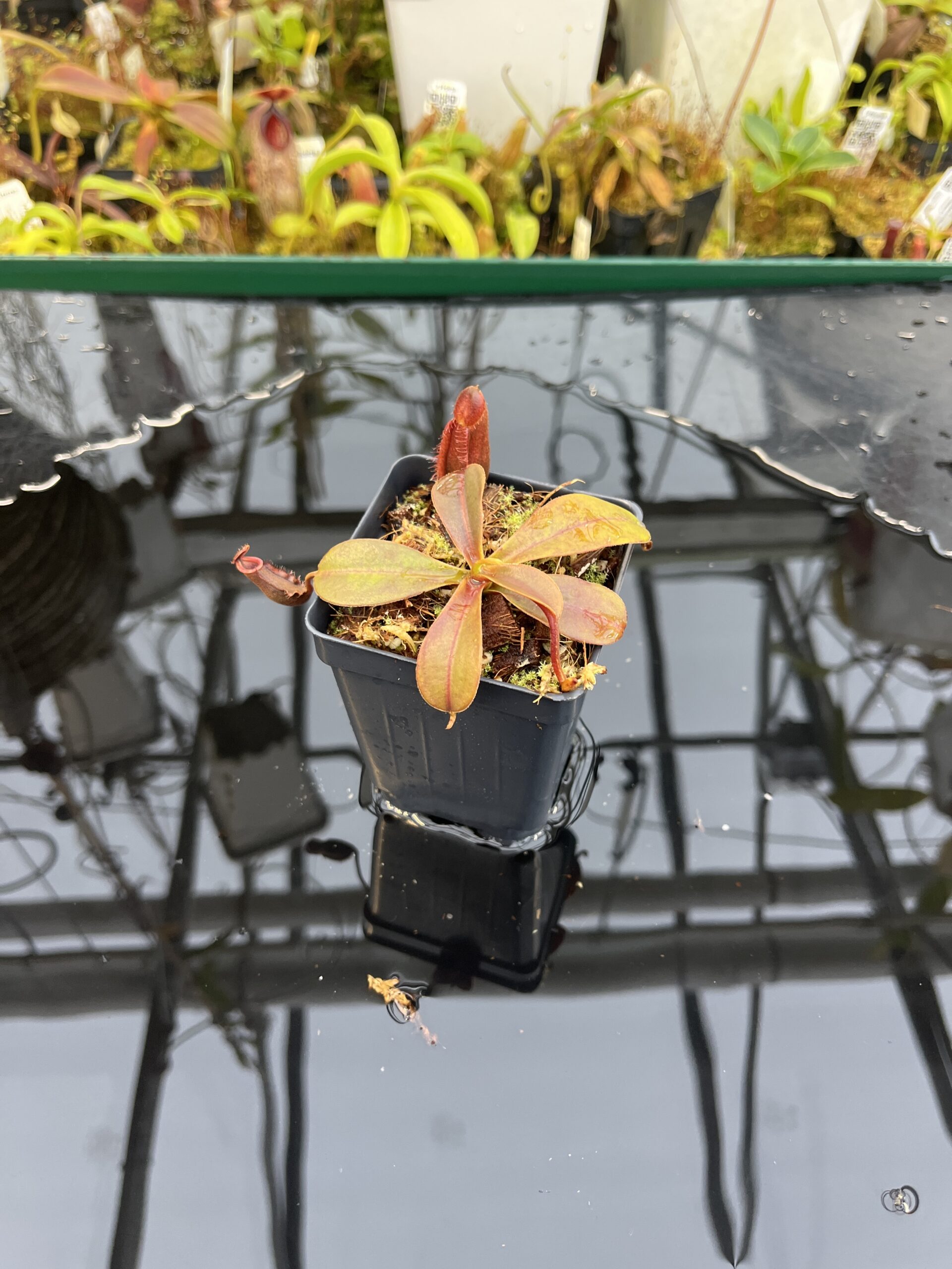 Wide Angle of Nepenthes muluensis x lowii | Borneo Exotics | BE-3128 | H26391