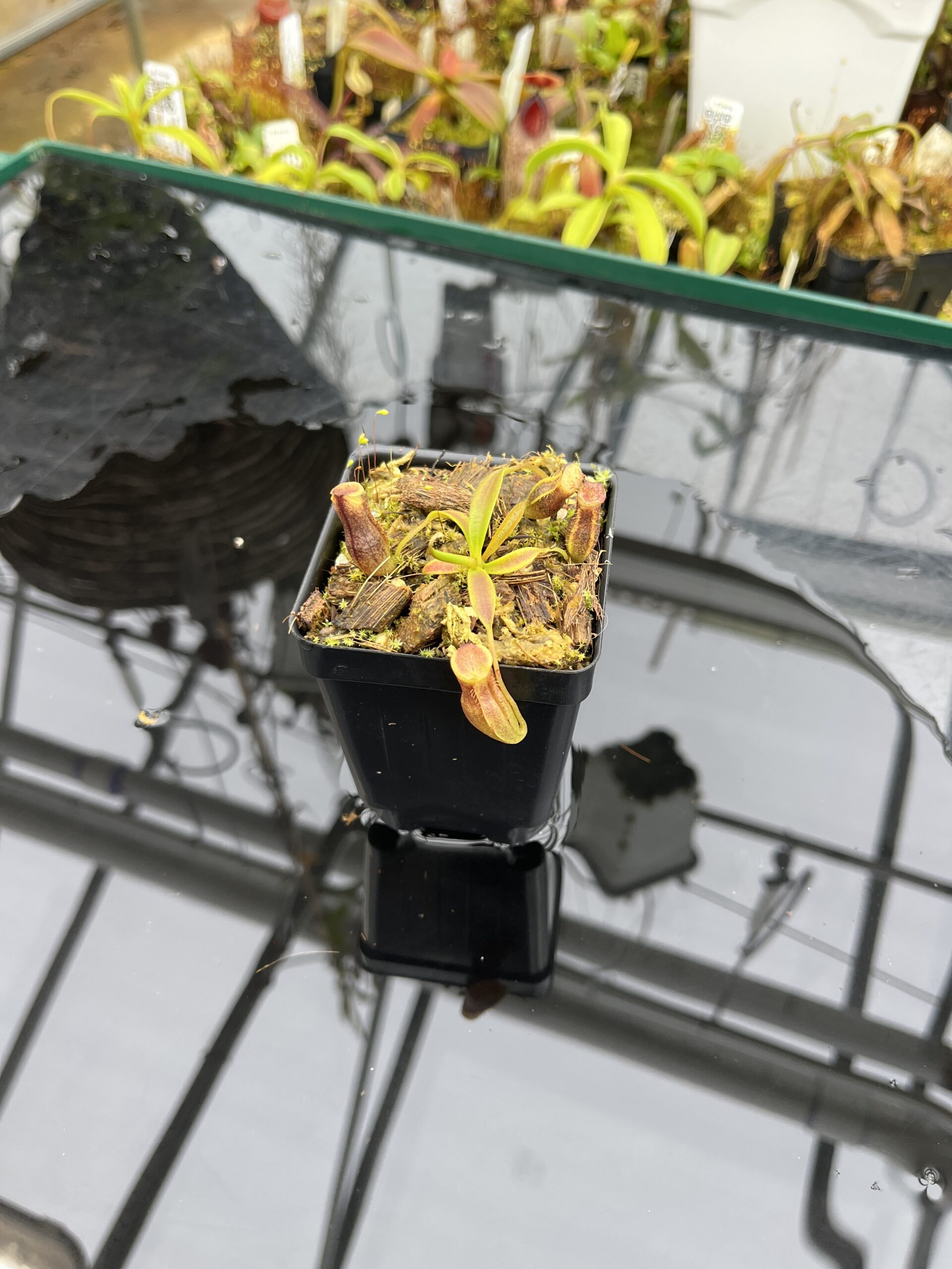 Wide Angle of Nepenthes naga x flava | JH | Jeremiah Harris | JH-466.00 | H26367