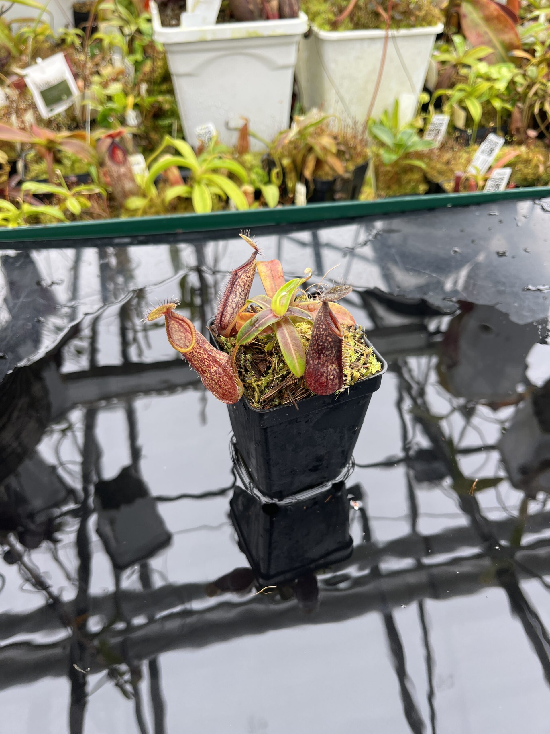 Wide Angle of Nepenthes nigra | Borneo Exotics | BE-4607 | H26502