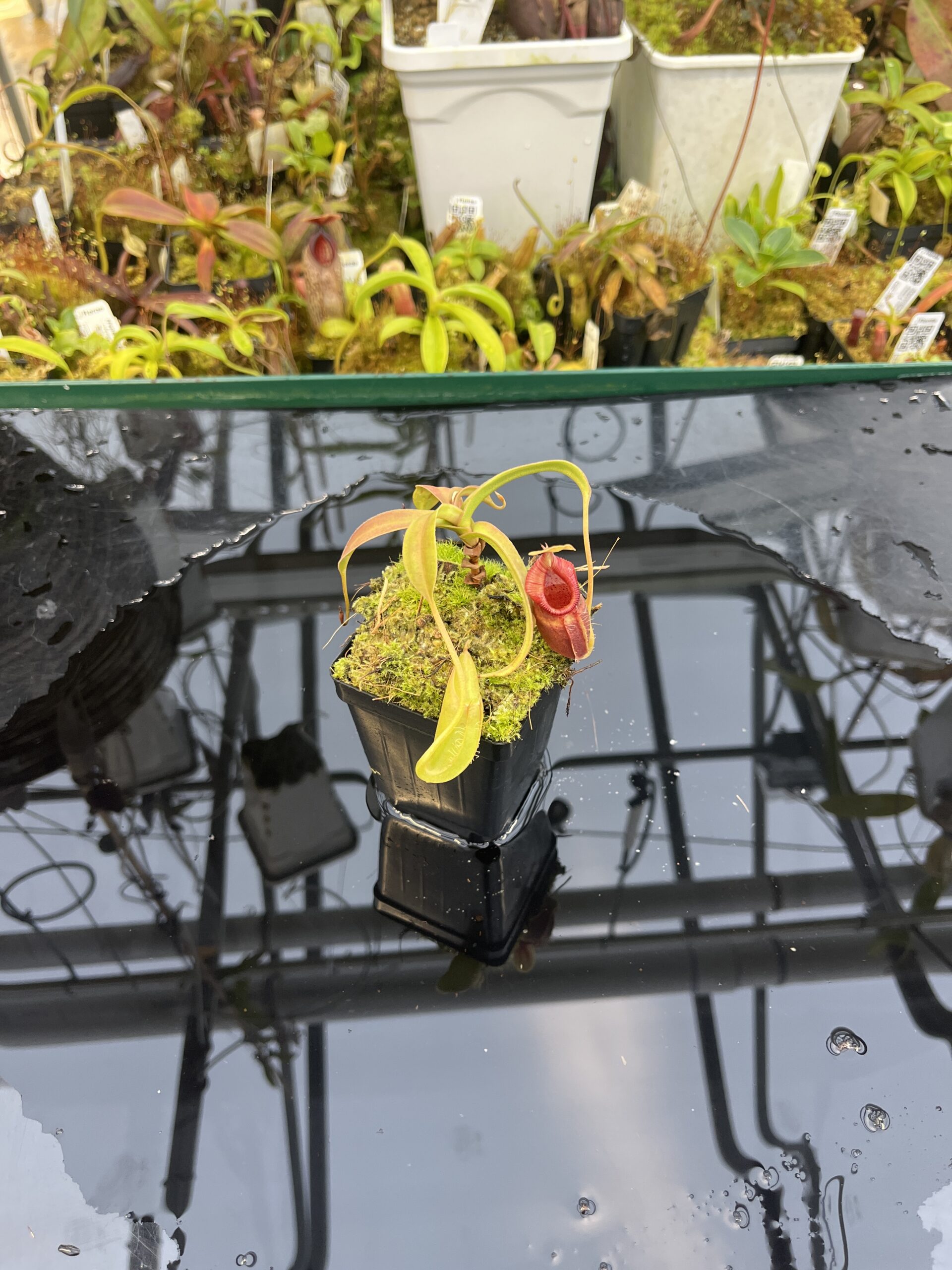 Wide Angle of Nepenthes ovata | Borneo Exotics | BE-4084 | H26398