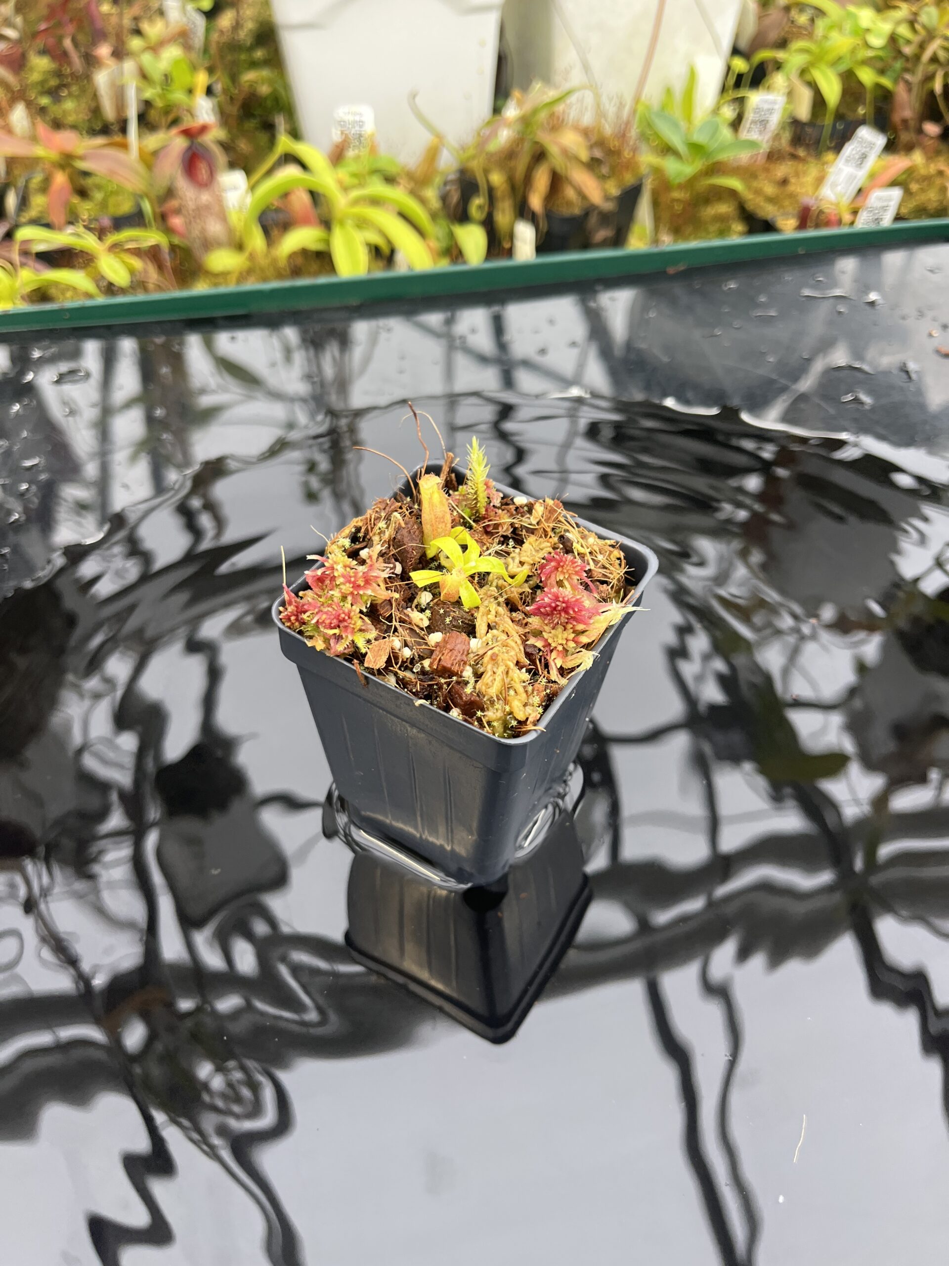 Wide Angle of Nepenthes ovata x villosa | Assorted Clones | Jeremiah Harris | JH-535 | H26354