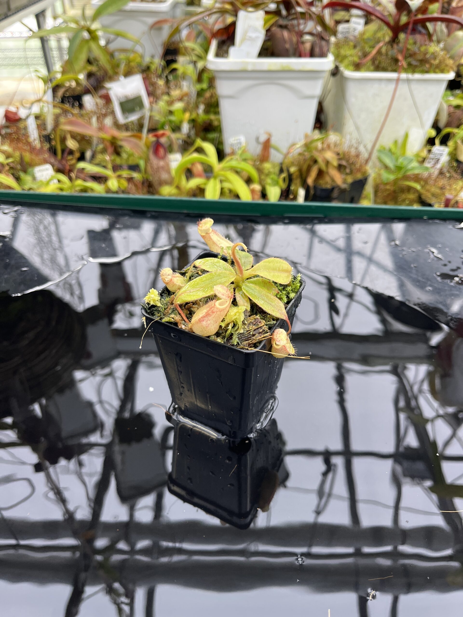 Wide Angle of Nepenthes palawanensis x peltata | Florae Collaborative | FC-393 | IN26494