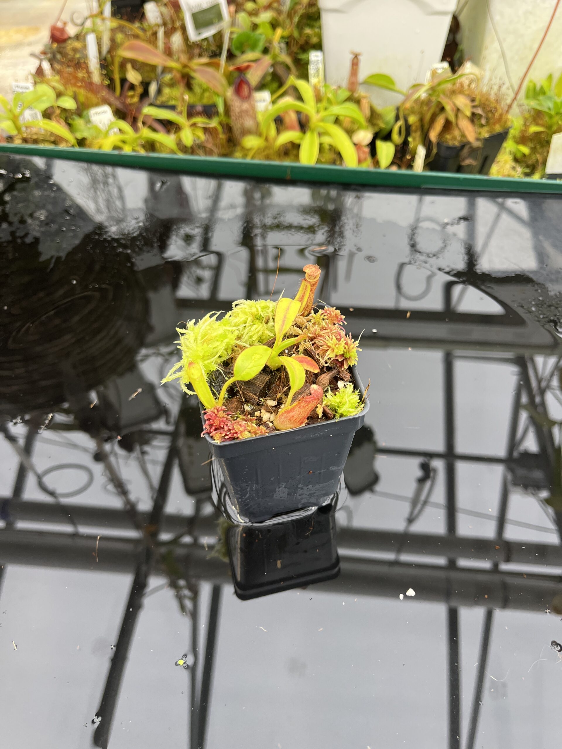 Wide Angle of Nepenthes pulchra (Kiamo Mindanao Philippines) | Andreas Wistuba | AW-01 | H26755