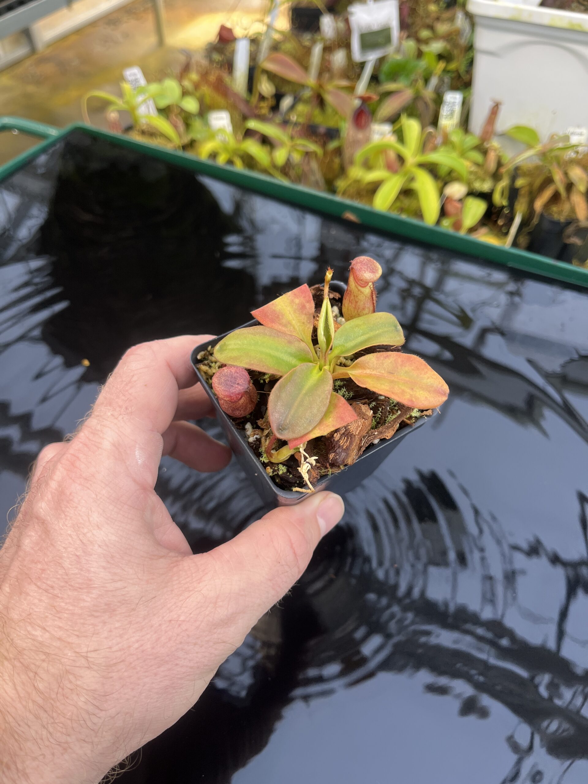 Wide Angle of Nepenthes rajah | Borneo Exotics | BE-3152 | H26777